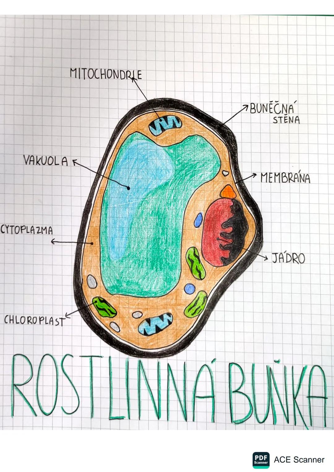 Rostlinná buňka
