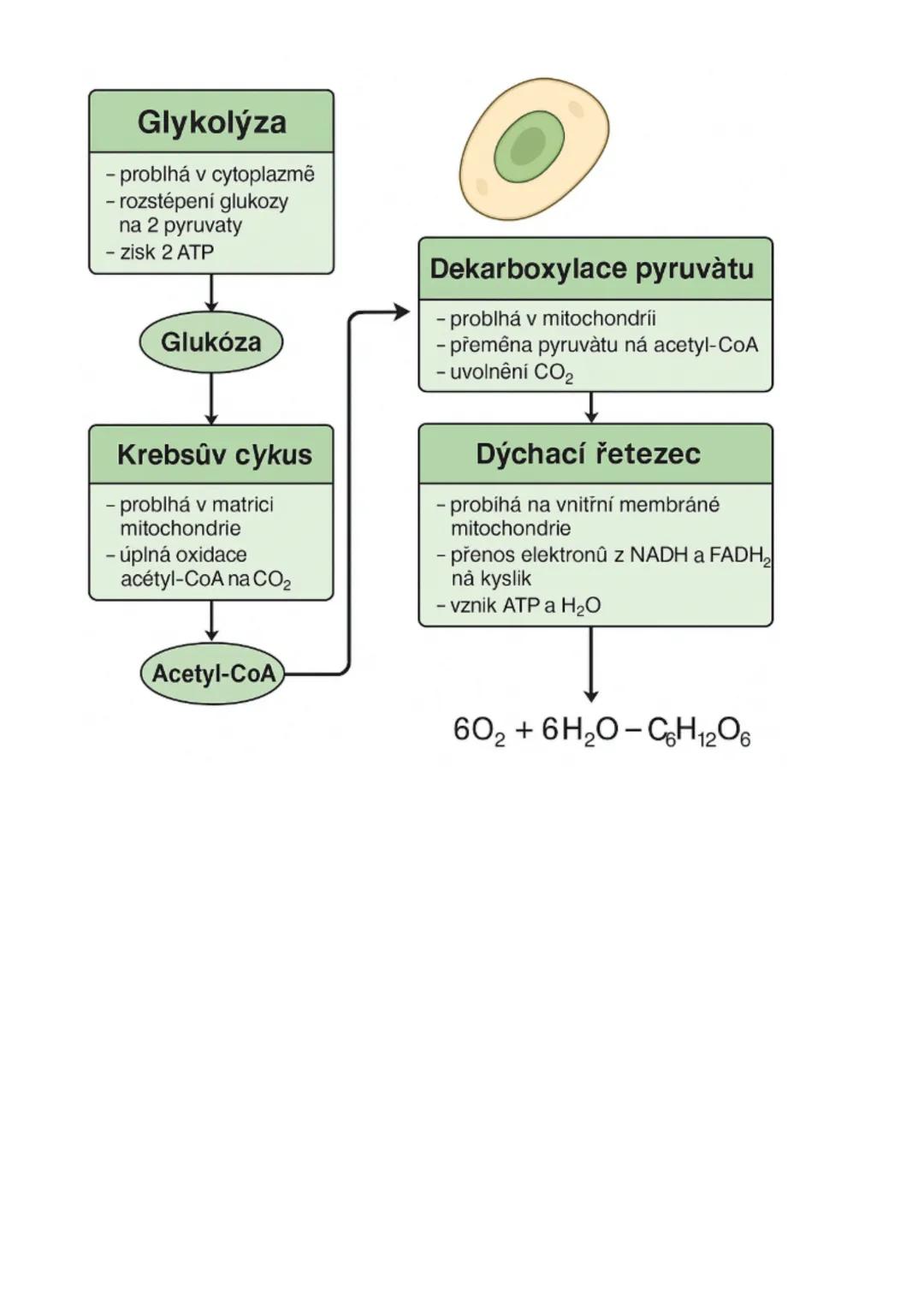 # fyziologie rostlin
= životní funkce rostlin a funkce jejich orgánů: fotosyntéza, dýchání, vodní režim rostliny, transport látek, mineráln