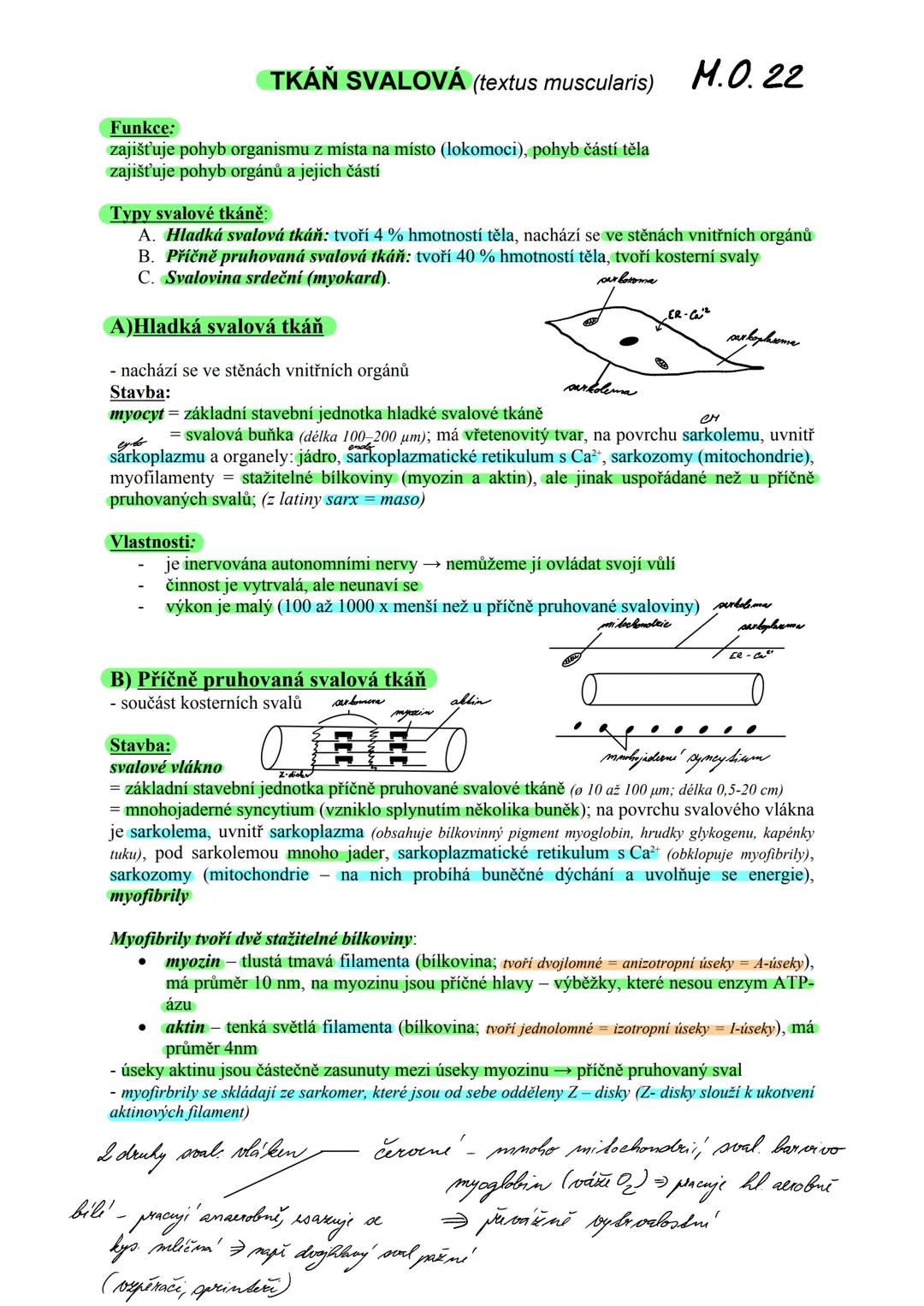 # TKÁŇ SVALOVÁ (textus muscularis) Μ.Ο. 22
Funkce:
zajišťuje pohyb organismu z místa na místo (lokomoci), pohyb částí těla
zajišťuje pohyb