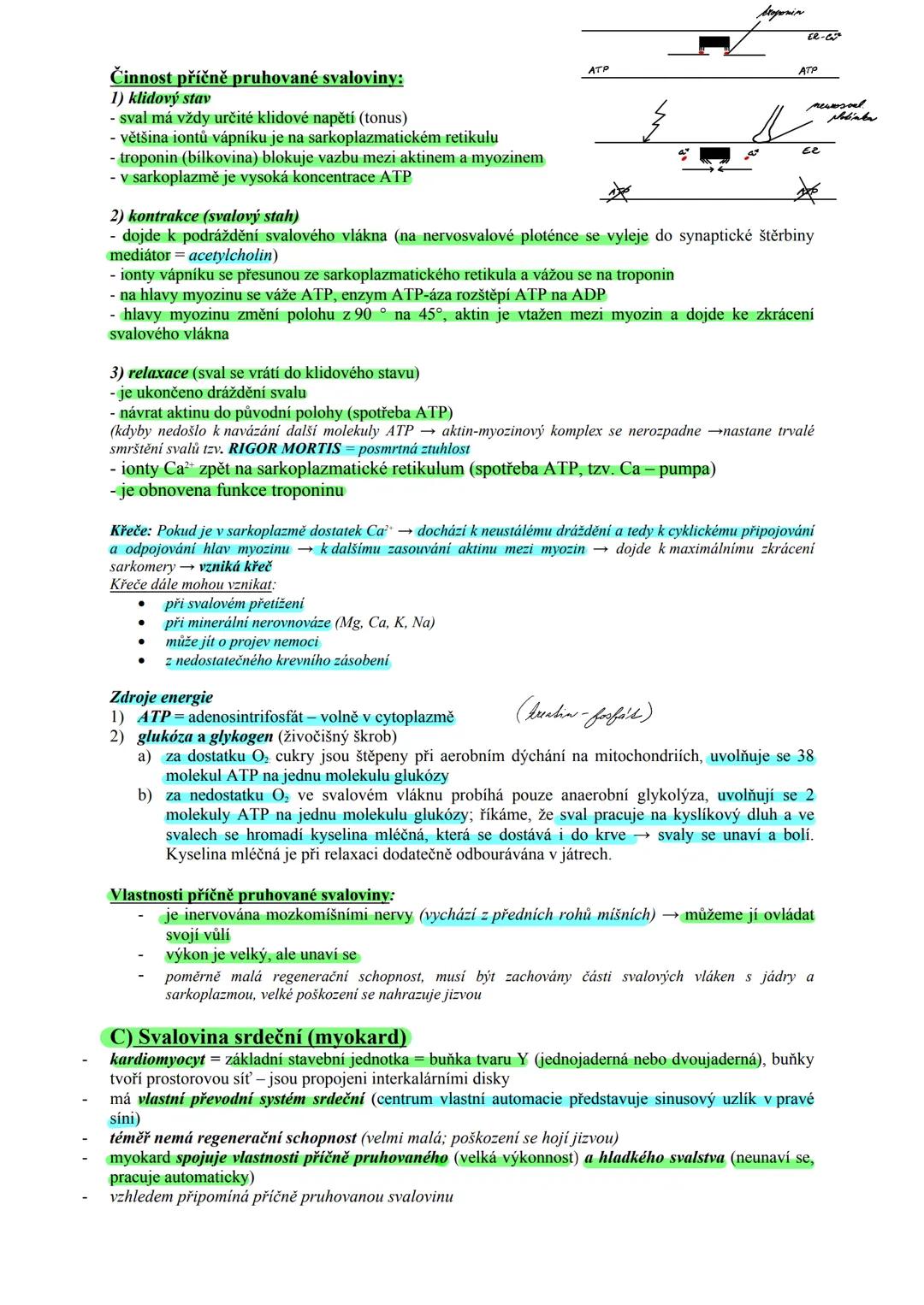 # TKÁŇ SVALOVÁ (textus muscularis) Μ.Ο. 22
Funkce:
zajišťuje pohyb organismu z místa na místo (lokomoci), pohyb částí těla
zajišťuje pohyb