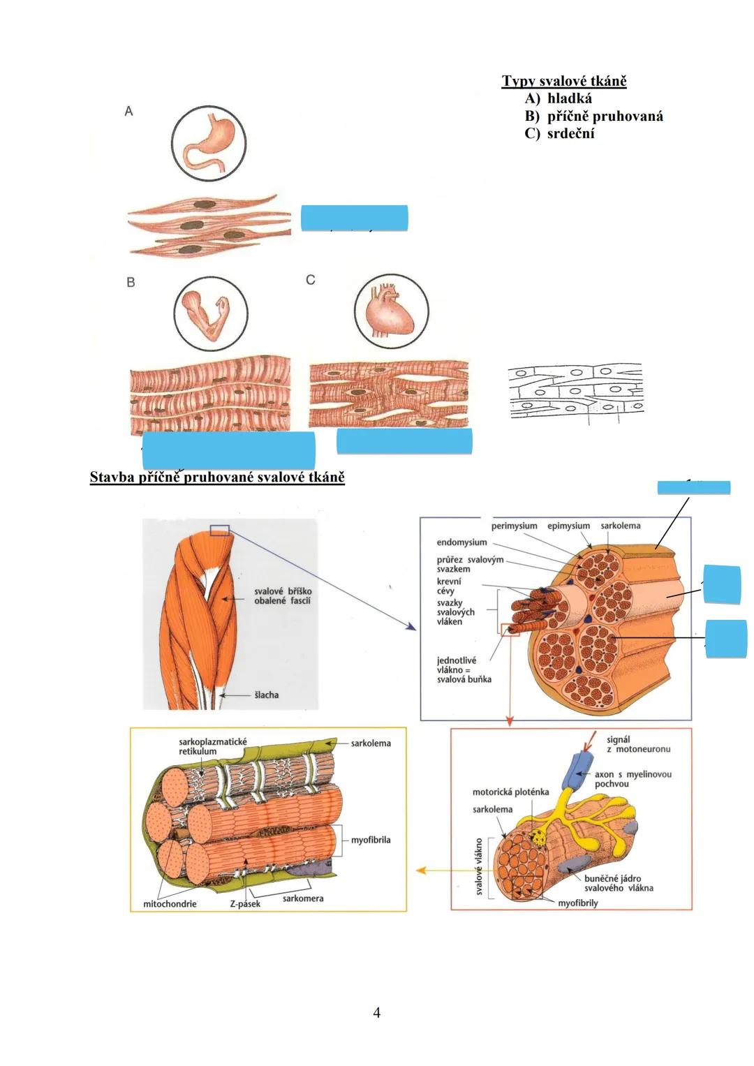 # TKÁŇ SVALOVÁ (textus muscularis) Μ.Ο. 22
Funkce:
zajišťuje pohyb organismu z místa na místo (lokomoci), pohyb částí těla
zajišťuje pohyb