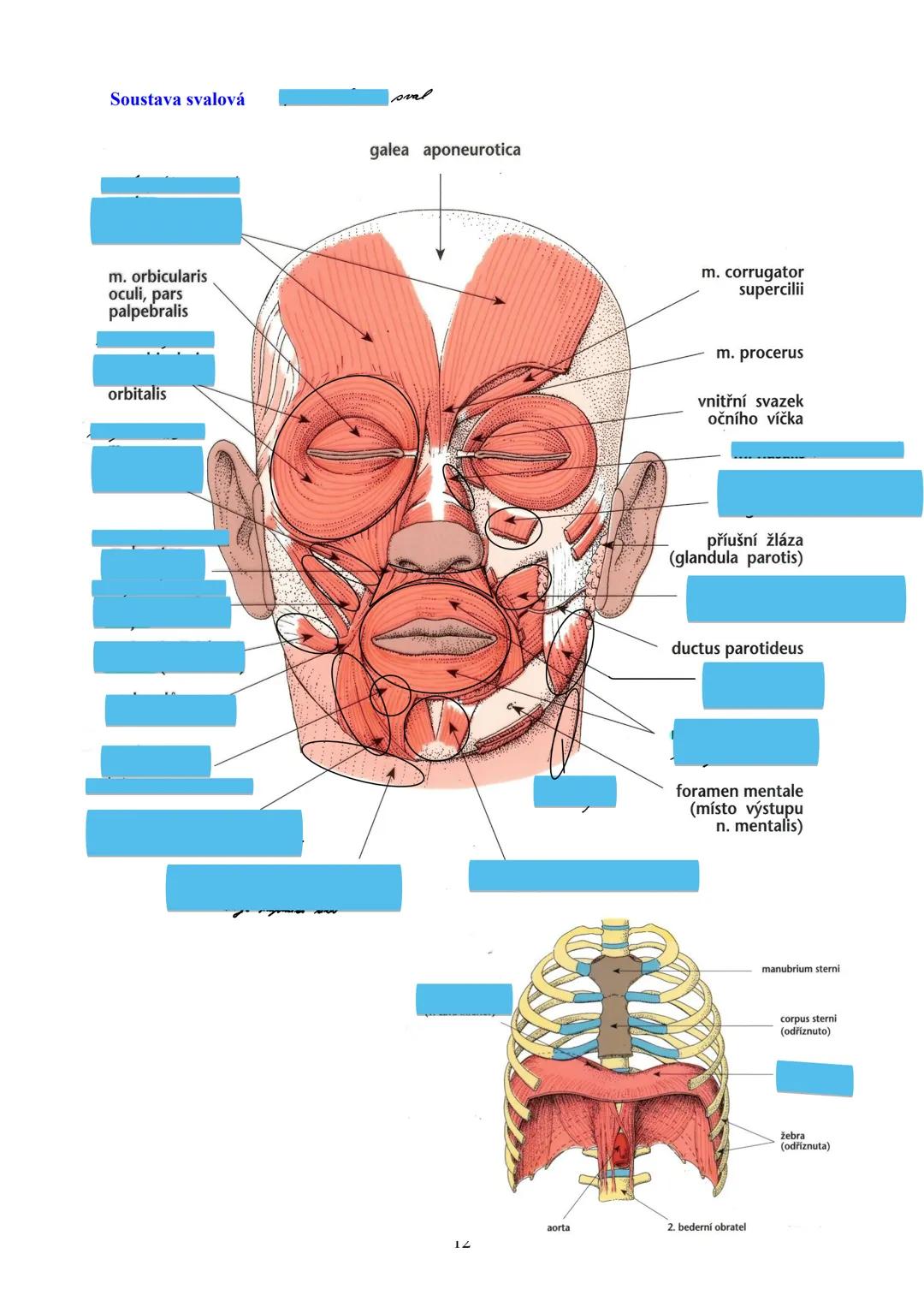 # TKÁŇ SVALOVÁ (textus muscularis) Μ.Ο. 22
Funkce:
zajišťuje pohyb organismu z místa na místo (lokomoci), pohyb částí těla
zajišťuje pohyb