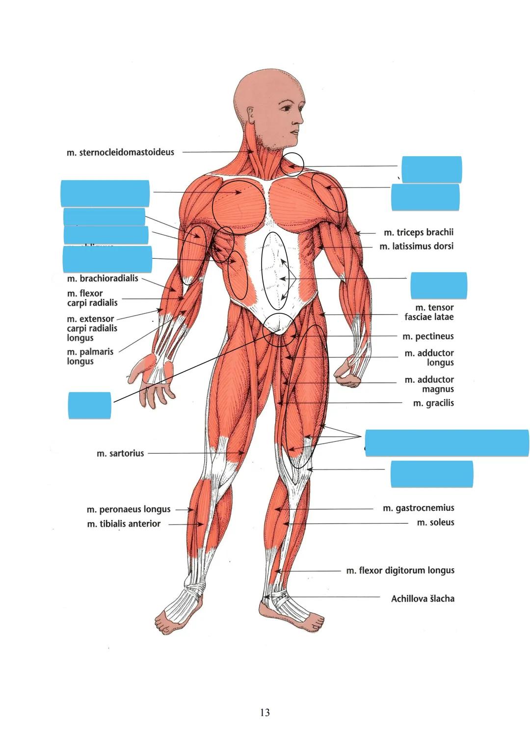 # TKÁŇ SVALOVÁ (textus muscularis) Μ.Ο. 22
Funkce:
zajišťuje pohyb organismu z místa na místo (lokomoci), pohyb částí těla
zajišťuje pohyb