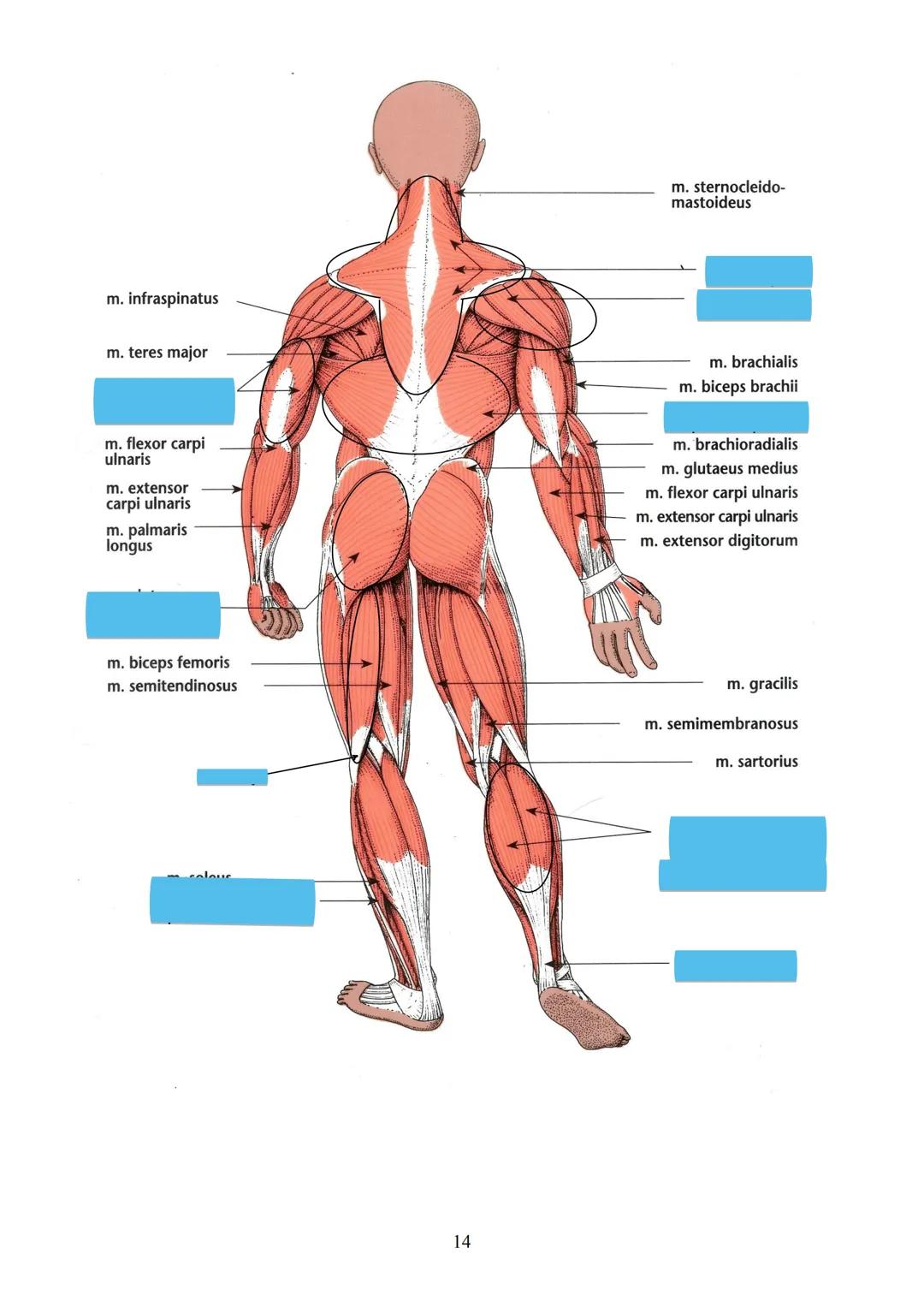 # TKÁŇ SVALOVÁ (textus muscularis) Μ.Ο. 22
Funkce:
zajišťuje pohyb organismu z místa na místo (lokomoci), pohyb částí těla
zajišťuje pohyb