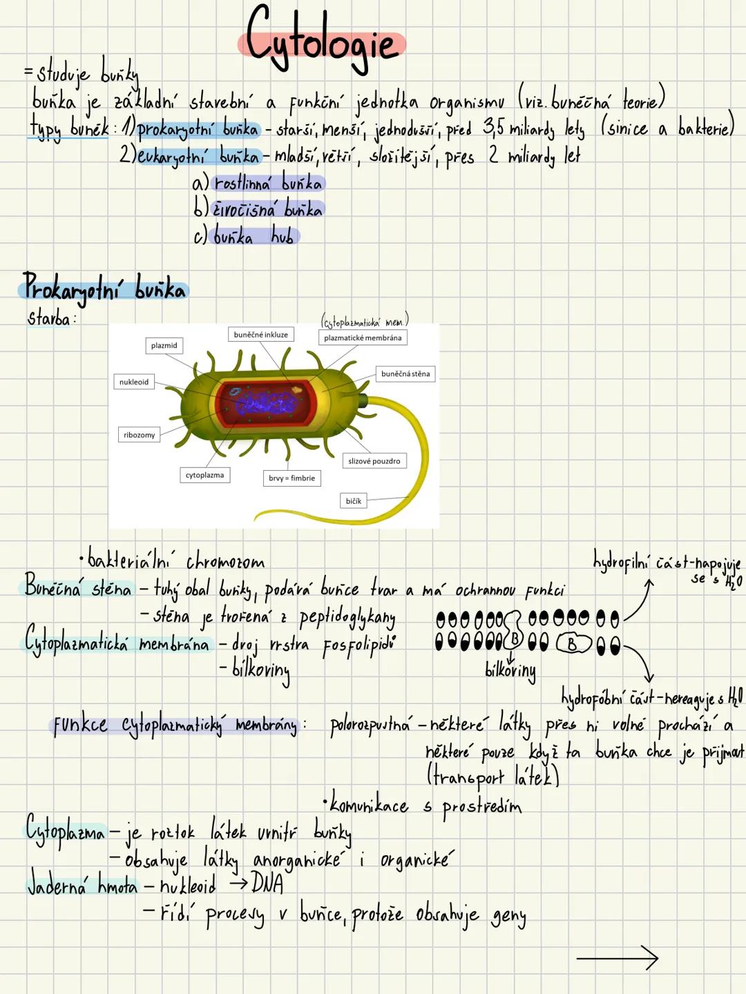 = studuje buňky
Cytologie
buňka je základní stavební a funkční jednotka organismu (viz. buněčná teorie)
typy buněk: 1) prokaryotní buňka - s