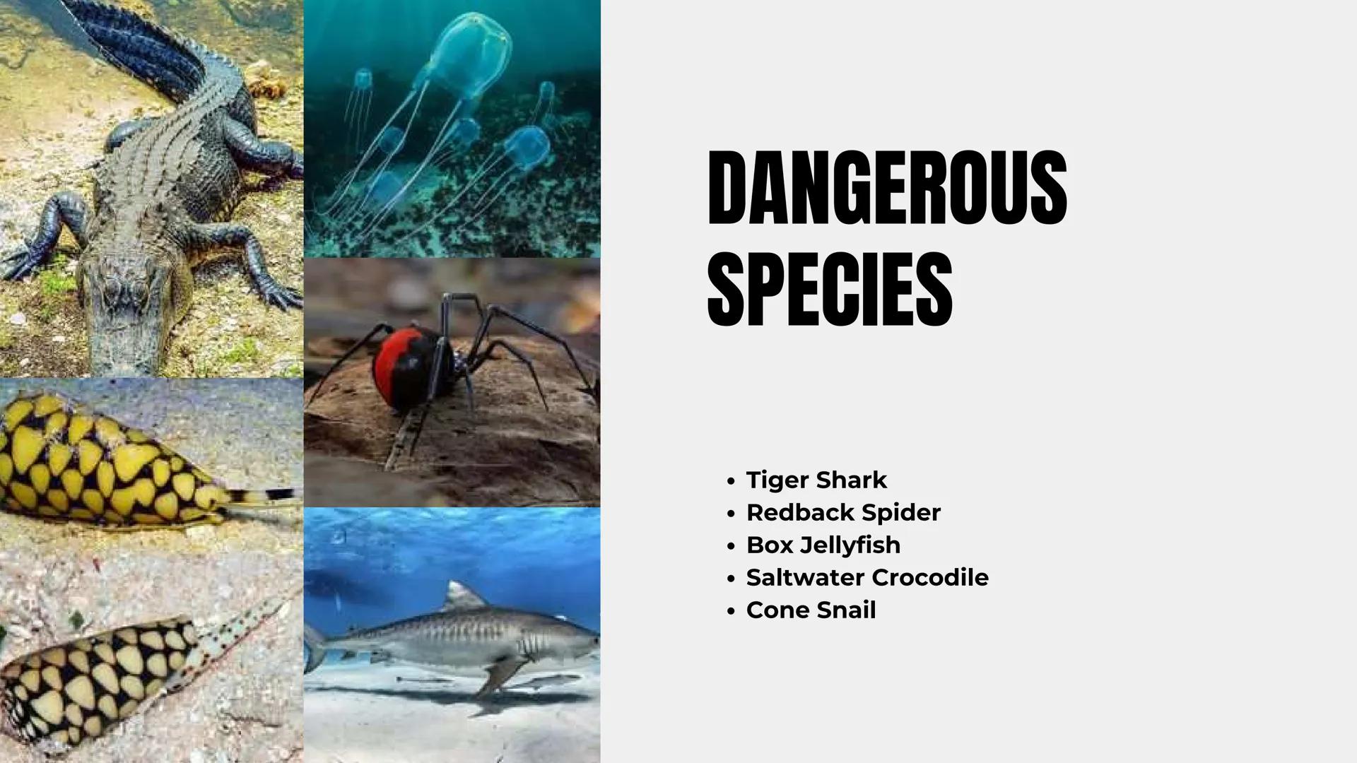 # AUSTRALIA # GEOGRAPHY OF AUSTRALIA
- It is located in the Southern Hemisphere
- It is an island, surrounded by Indian and Pacific oceans