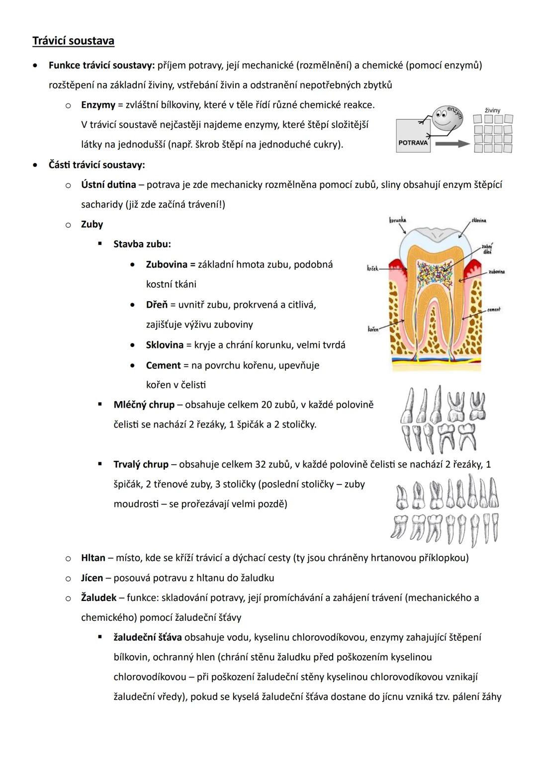 # Trávicí soustava
* Funkce trávicí soustavy: příjem potravy, její mechanické (rozmělnění) a chemické (pomocí enzymů)
rozštěpení na z