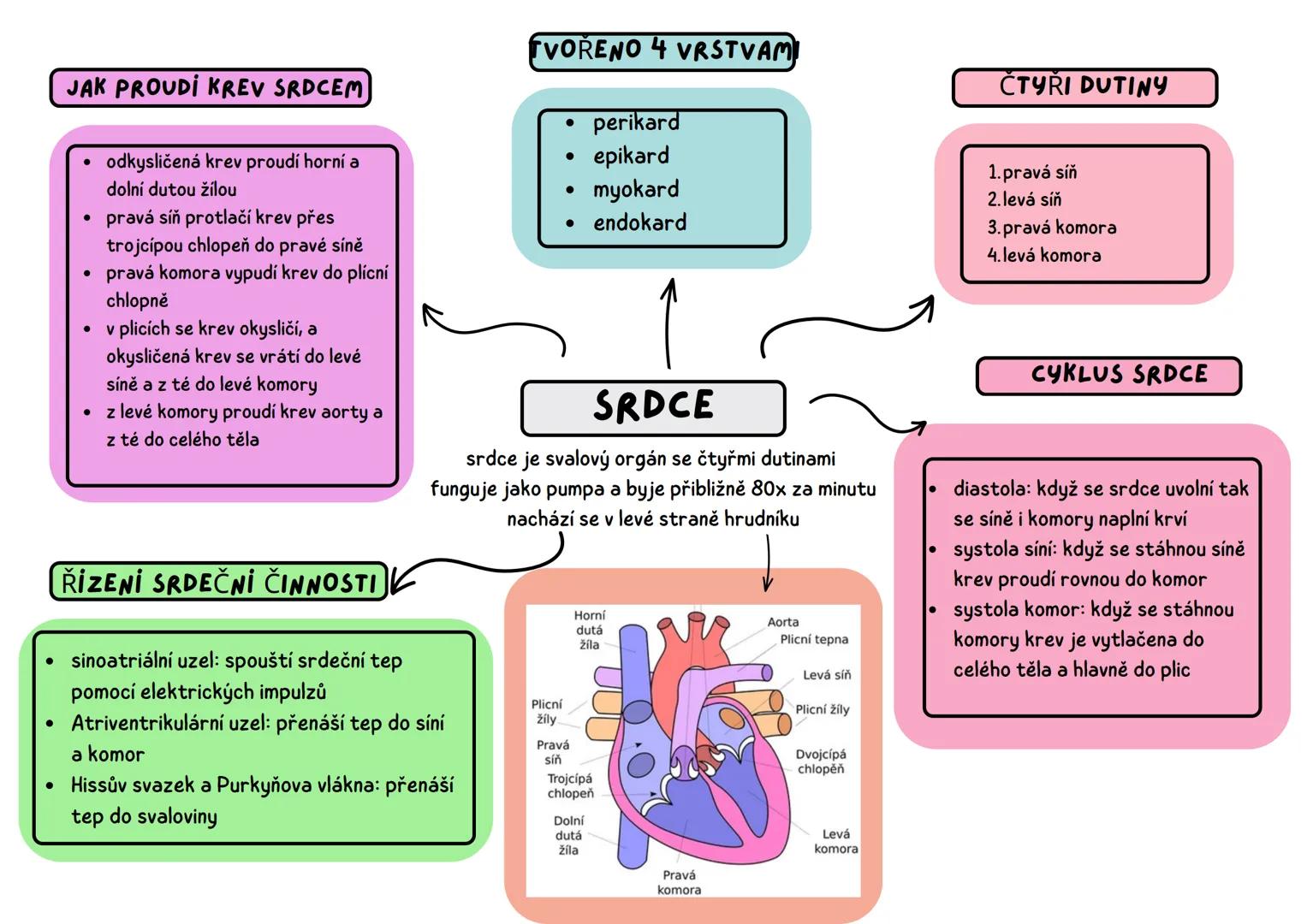 ## JAK PROUDI KREV SRDCEM
• odkysličená krev proudí horní a
dolní dutou žílou
• pravá síň protlačí krev přes
trojcípou chlopeň do pravé sín