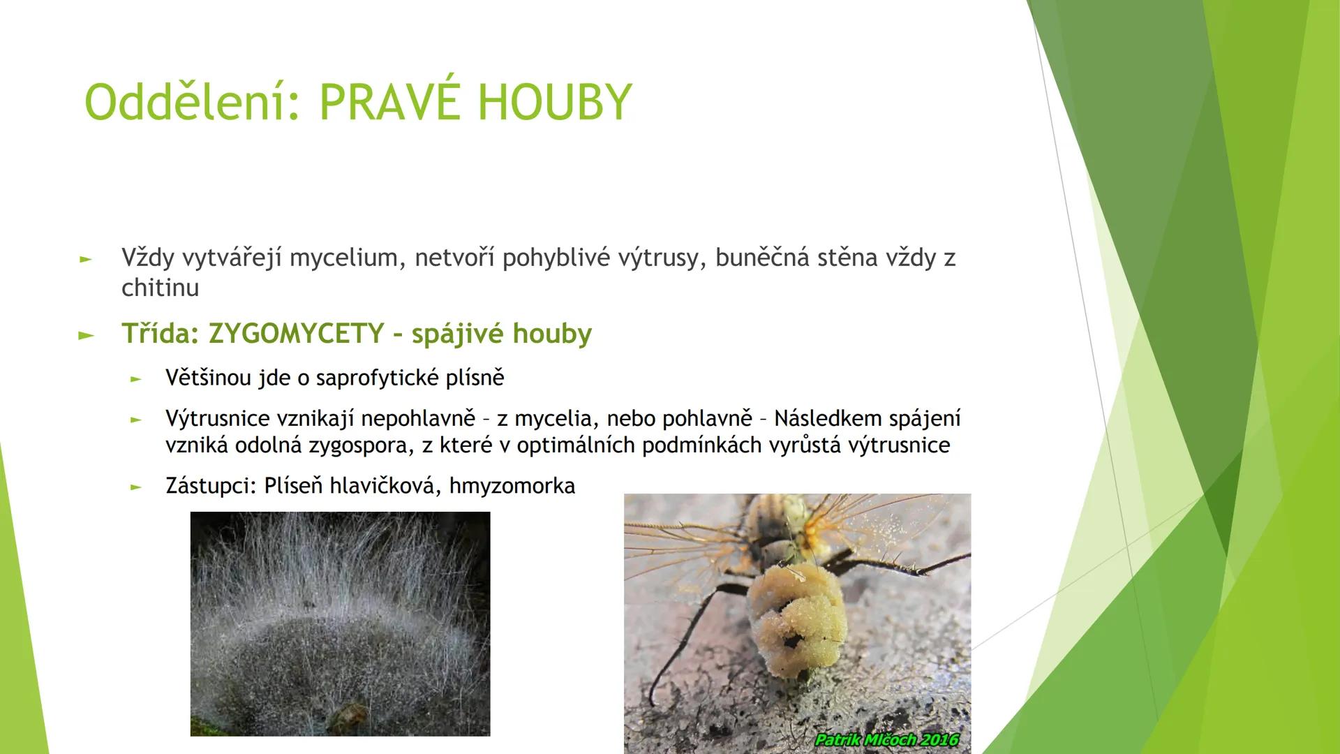 # Houby a lišejníky # Obecná charakteristika
- Eukaryotické, heterotrofní organismy
- Základní stavební jednotkou = hyfy -> houbová vlákna