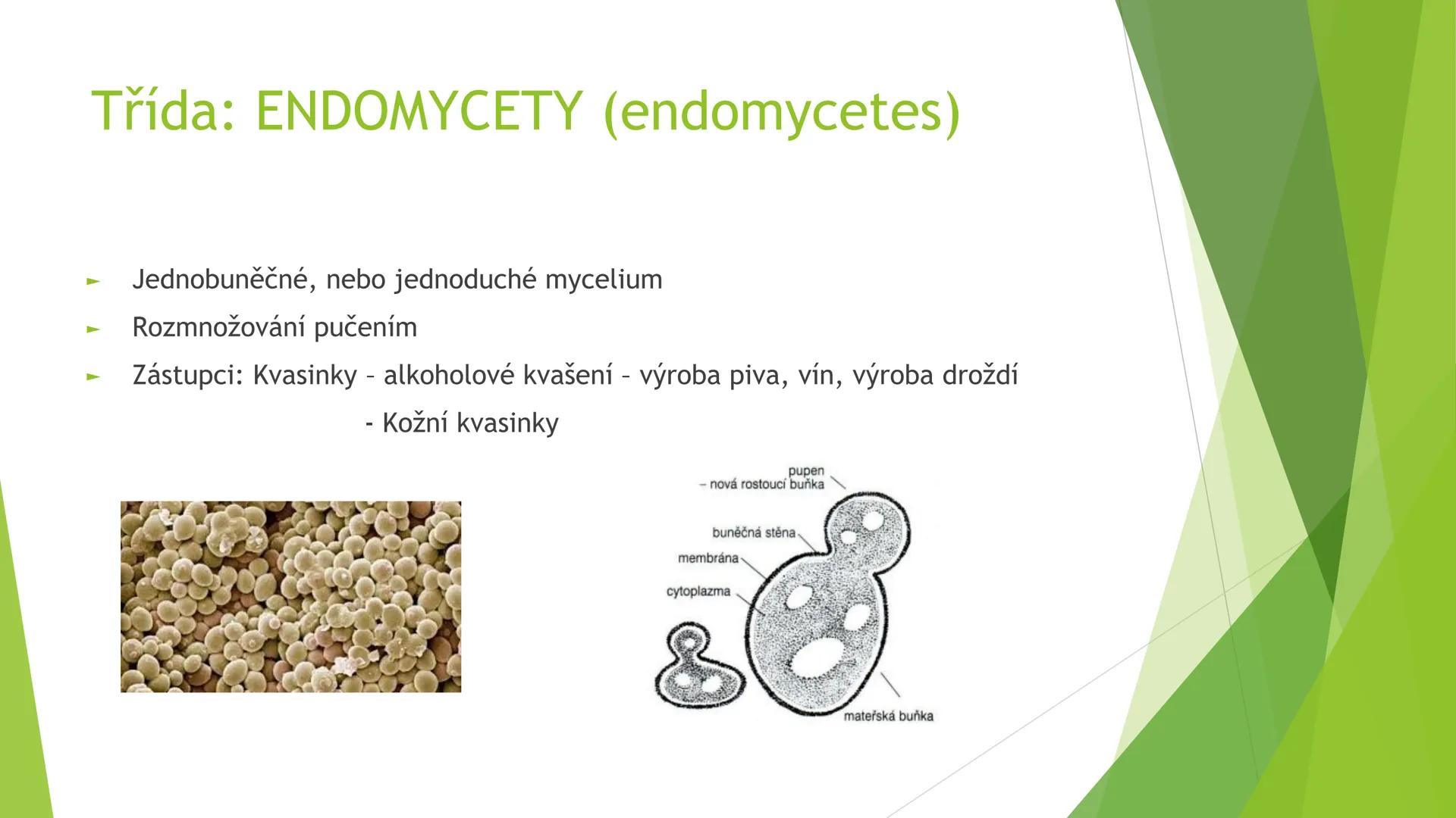 # Houby a lišejníky # Obecná charakteristika
- Eukaryotické, heterotrofní organismy
- Základní stavební jednotkou = hyfy -> houbová vlákna