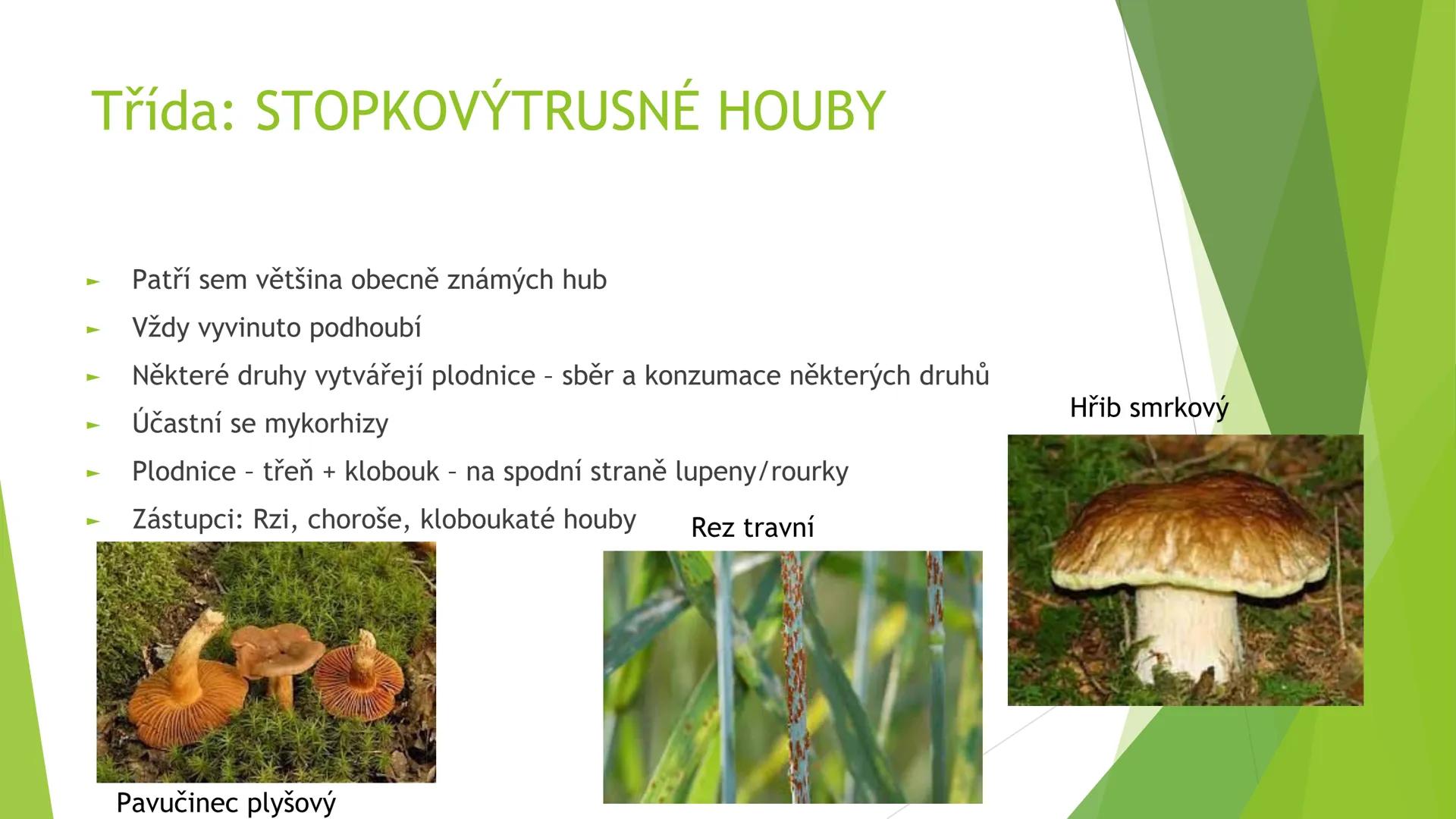 # Houby a lišejníky # Obecná charakteristika
- Eukaryotické, heterotrofní organismy
- Základní stavební jednotkou = hyfy -> houbová vlákna