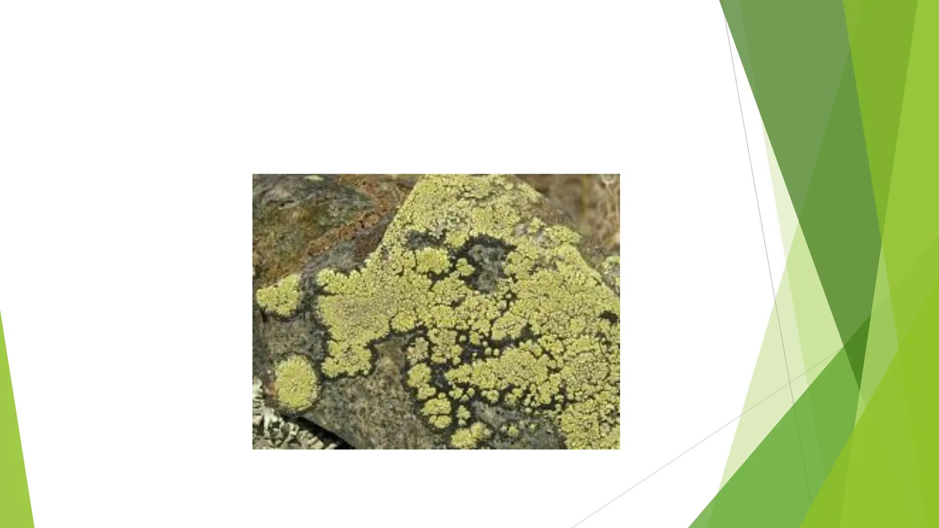 # Houby a lišejníky # Obecná charakteristika
- Eukaryotické, heterotrofní organismy
- Základní stavební jednotkou = hyfy -> houbová vlákna