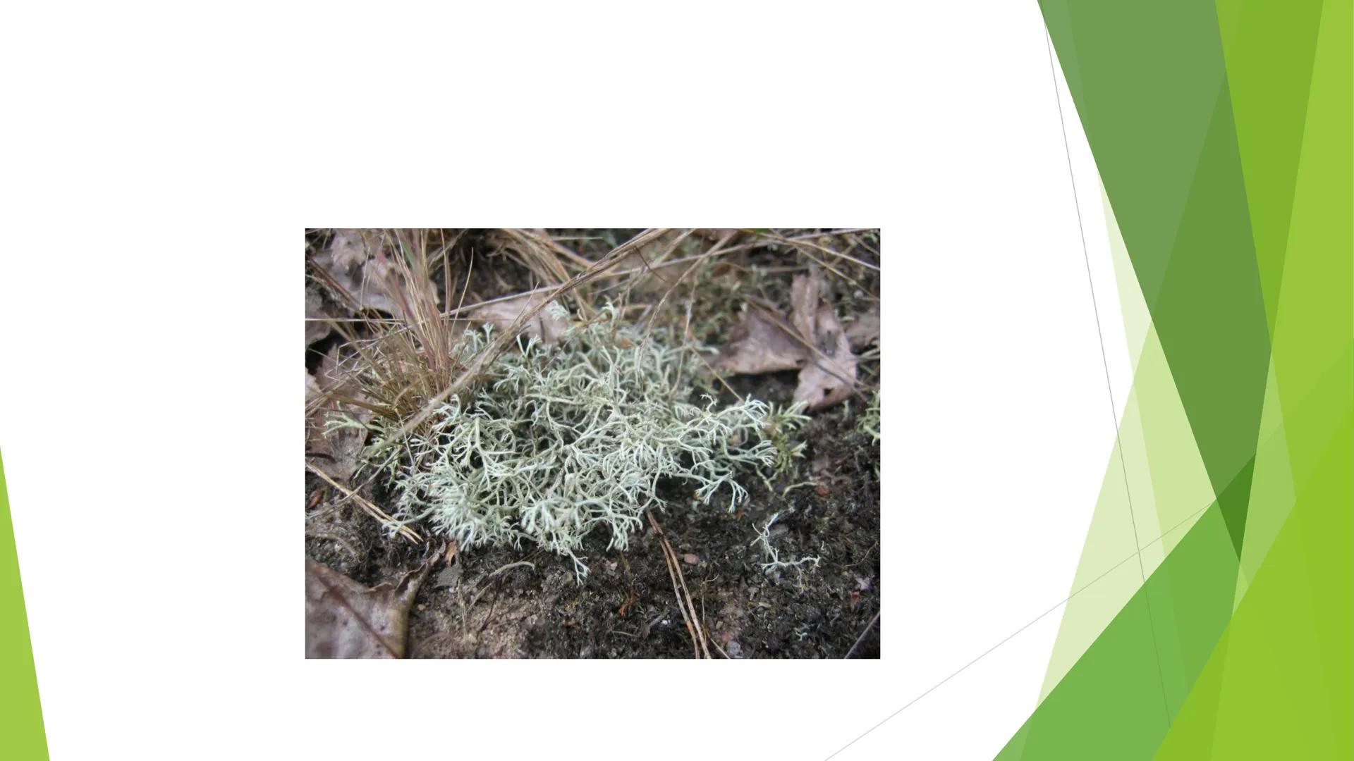 # Houby a lišejníky # Obecná charakteristika
- Eukaryotické, heterotrofní organismy
- Základní stavební jednotkou = hyfy -> houbová vlákna