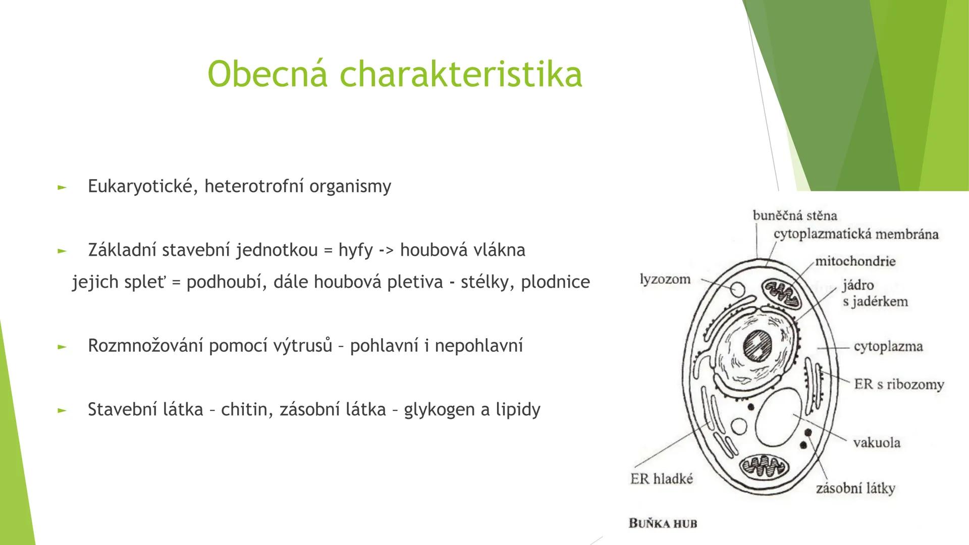# Houby a lišejníky # Obecná charakteristika
- Eukaryotické, heterotrofní organismy
- Základní stavební jednotkou = hyfy -> houbová vlákna
