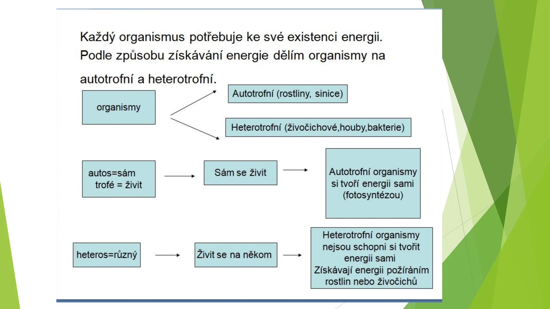 # Houby a lišejníky # Obecná charakteristika
- Eukaryotické, heterotrofní organismy
- Základní stavební jednotkou = hyfy -> houbová vlákna