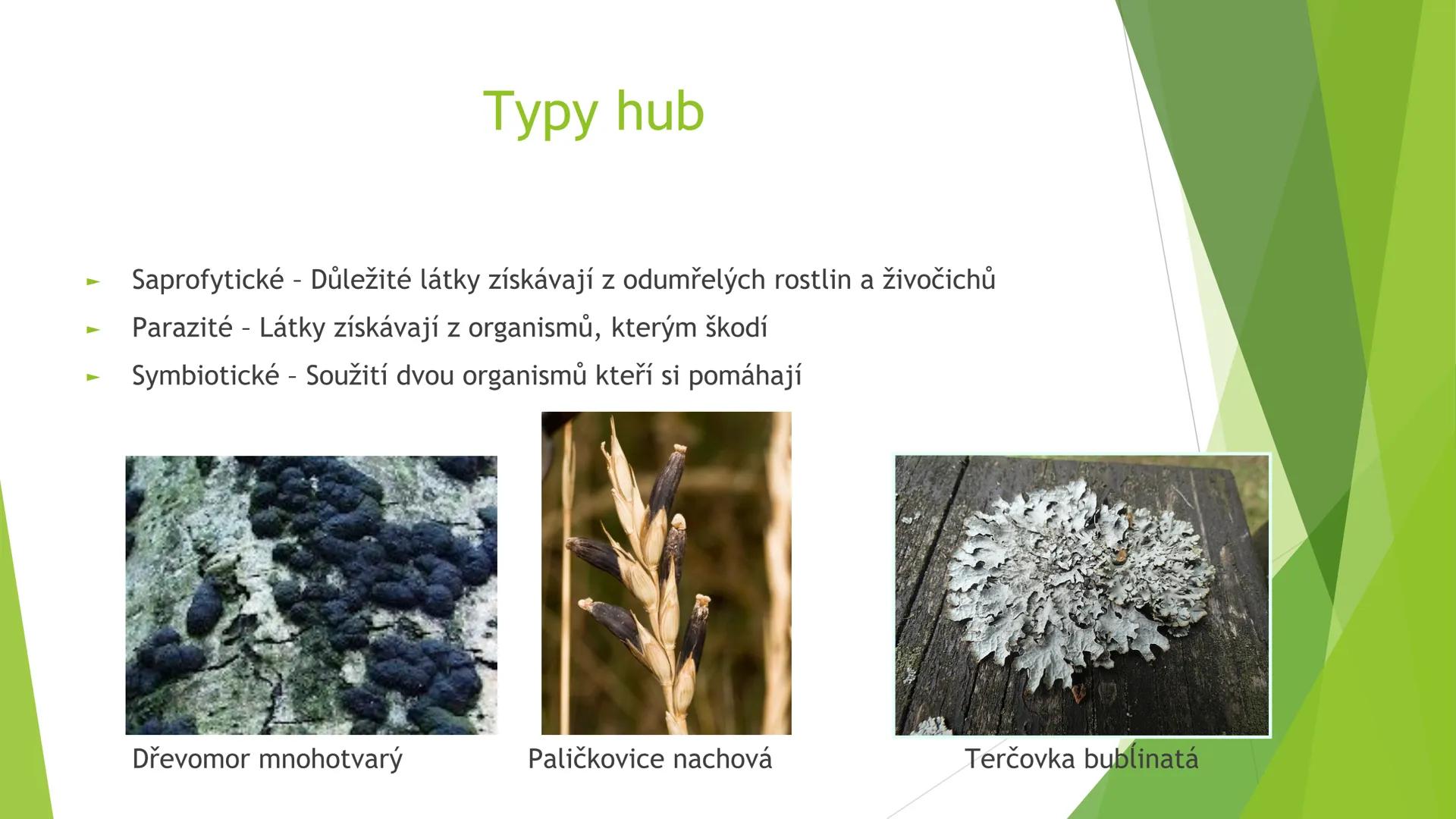 # Houby a lišejníky # Obecná charakteristika
- Eukaryotické, heterotrofní organismy
- Základní stavební jednotkou = hyfy -> houbová vlákna