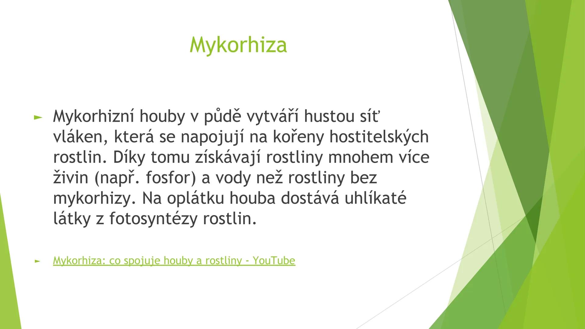 # Houby a lišejníky # Obecná charakteristika
- Eukaryotické, heterotrofní organismy
- Základní stavební jednotkou = hyfy -> houbová vlákna
