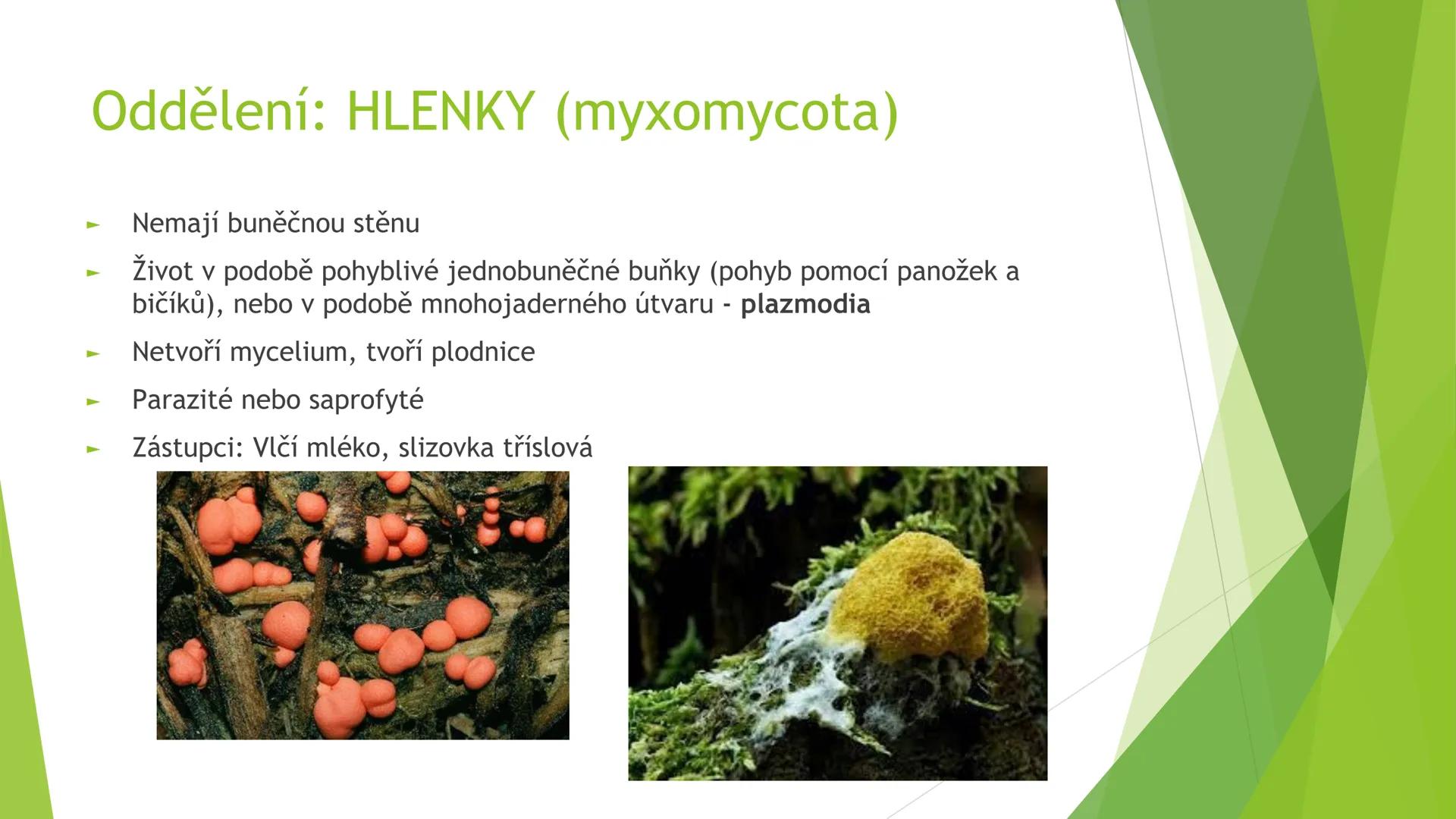 # Houby a lišejníky # Obecná charakteristika
- Eukaryotické, heterotrofní organismy
- Základní stavební jednotkou = hyfy -> houbová vlákna
