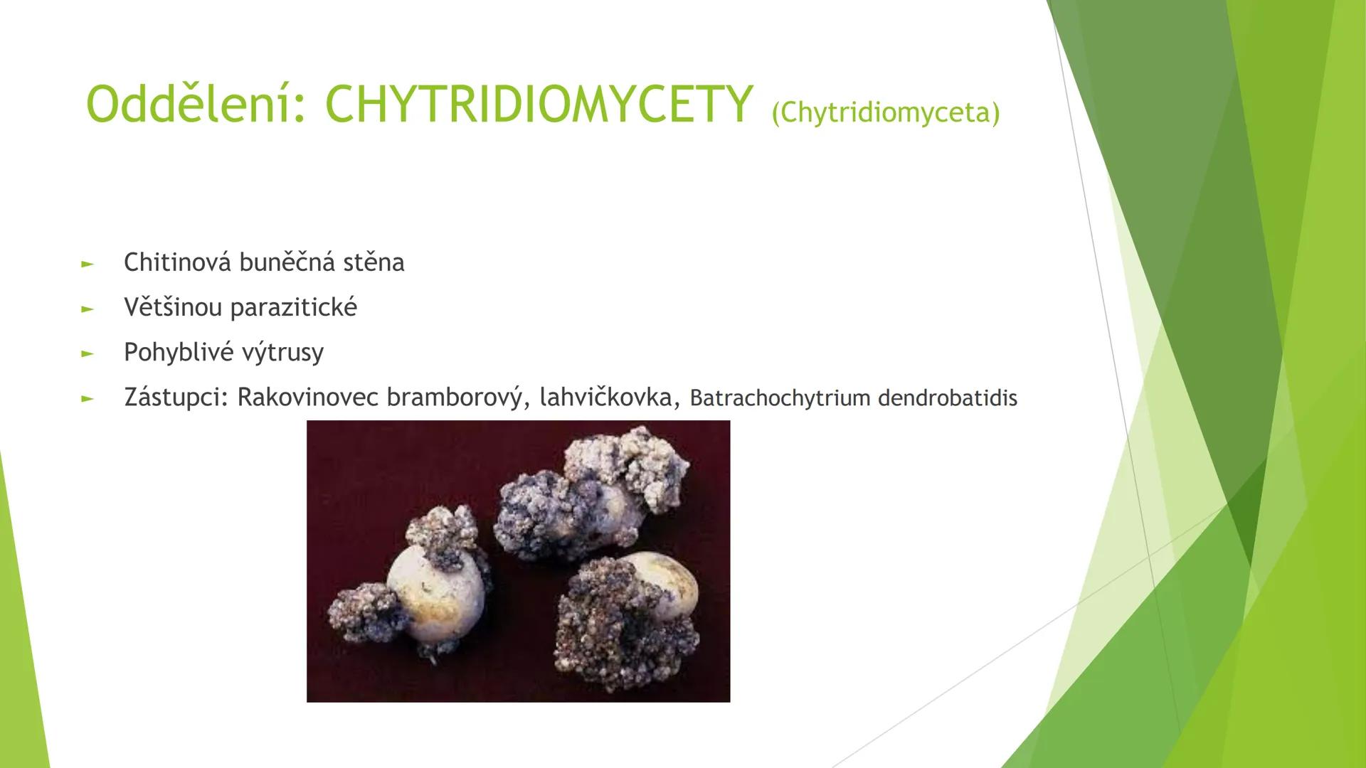 # Houby a lišejníky # Obecná charakteristika
- Eukaryotické, heterotrofní organismy
- Základní stavební jednotkou = hyfy -> houbová vlákna