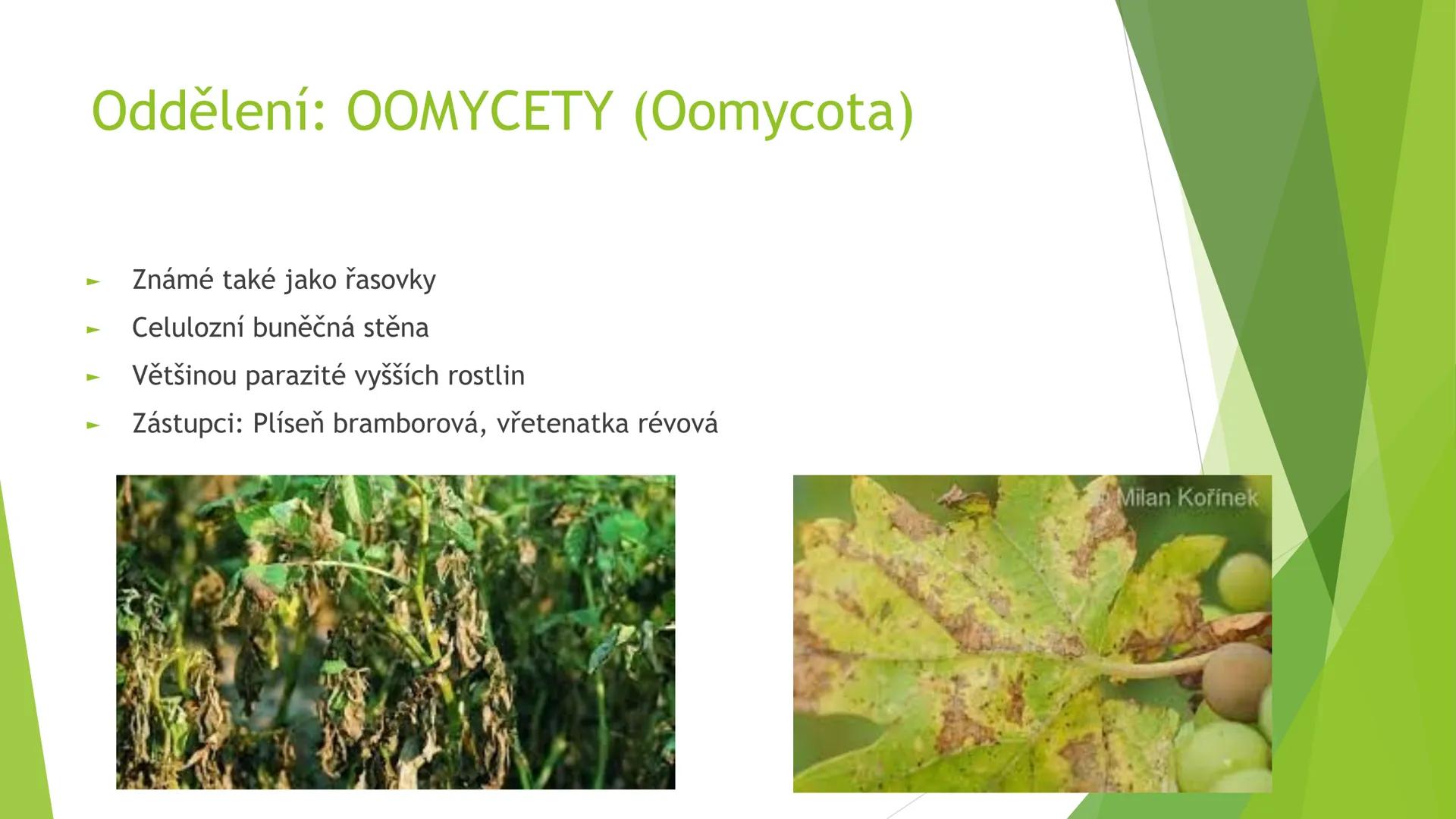 # Houby a lišejníky # Obecná charakteristika
- Eukaryotické, heterotrofní organismy
- Základní stavební jednotkou = hyfy -> houbová vlákna