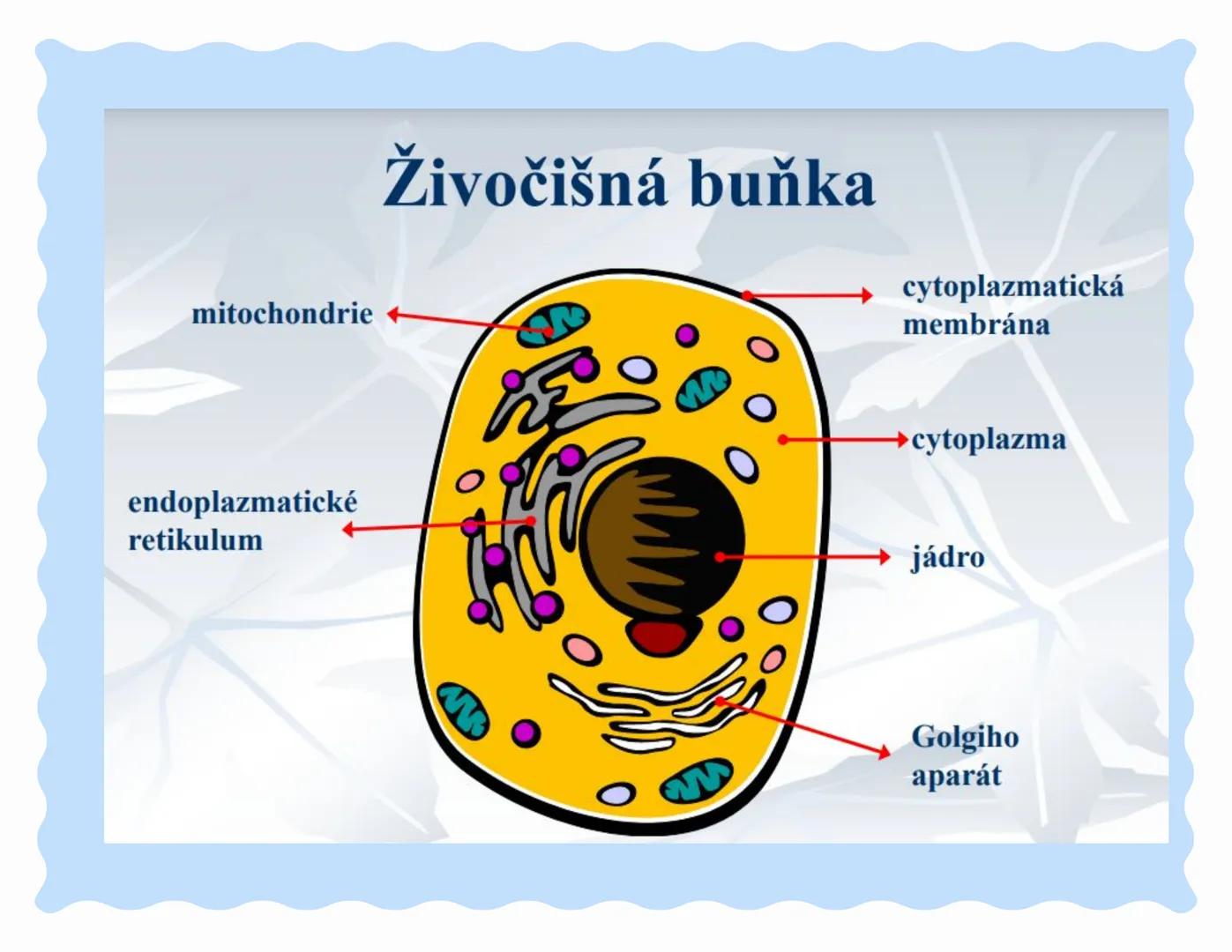 # Buňka ### Doplň tvrzení:
*   Buňka je základní stavební složka ?
*   Věda zabývající se buňkou, se nazývá:
*   Objevitelem buňky, je: