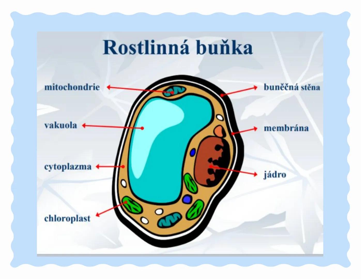 # Buňka ### Doplň tvrzení:
*   Buňka je základní stavební složka ?
*   Věda zabývající se buňkou, se nazývá:
*   Objevitelem buňky, je: