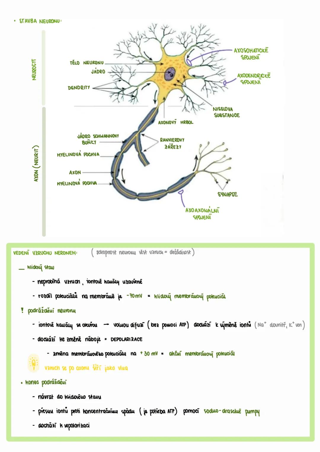 --- nervová soustava
společně s hormonální soustavou tvoří KONTROLNÍ ŘÍDÍCÍ SYSTÉM lidského organismu
- zajišťuje kooperaci všech funkčních