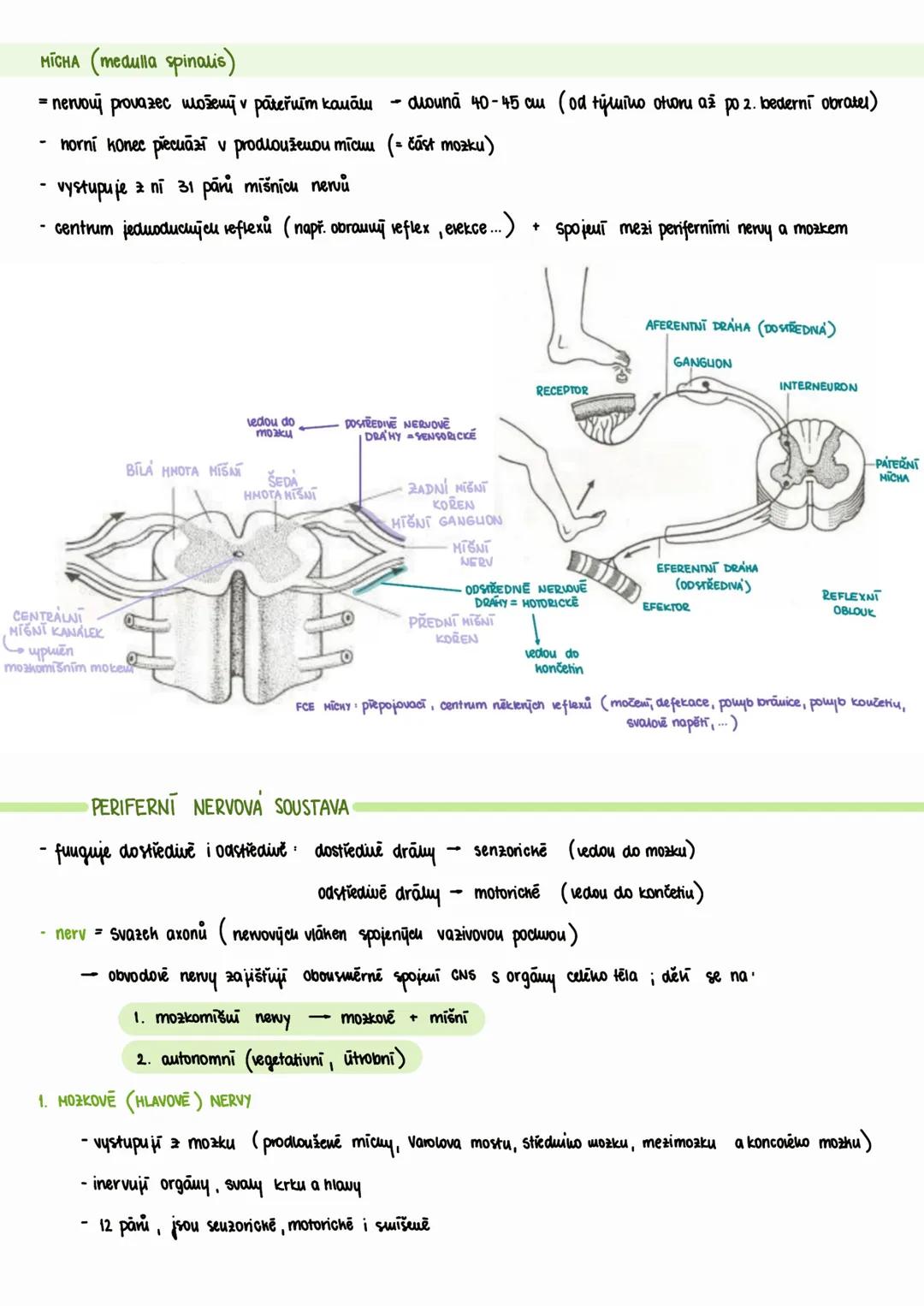 --- nervová soustava
společně s hormonální soustavou tvoří KONTROLNÍ ŘÍDÍCÍ SYSTÉM lidského organismu
- zajišťuje kooperaci všech funkčních