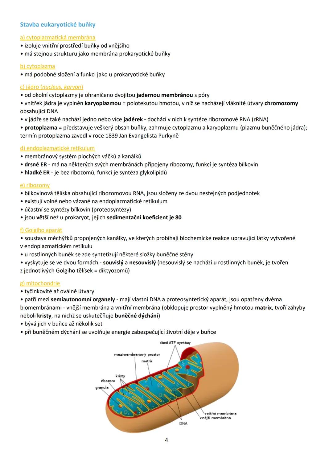 1. BUŇKA (cellula)
• buňka je základní stavební a funkční jednotka živých buněčných organismů
• věda zabývající se buňkou = cytologie (buněč