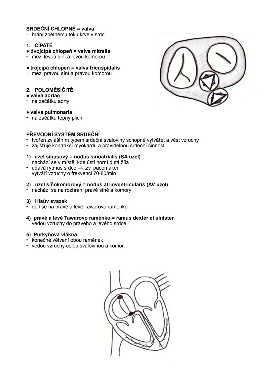 SRDCE = cor
- dutý sval
- zajišťuje cirkulaci krve
- uloženo v dutině hrudní, za sternem, ze dvou třetin vlevo
STAVBA SRDEČNÍ STĚNY
1. endok