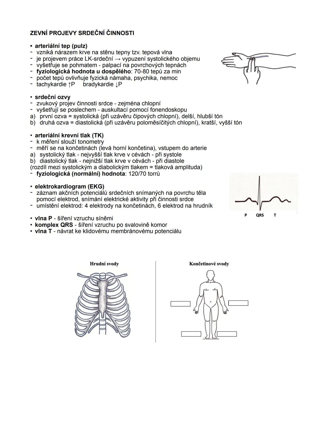 SRDCE = cor
- dutý sval
- zajišťuje cirkulaci krve
- uloženo v dutině hrudní, za sternem, ze dvou třetin vlevo
STAVBA SRDEČNÍ STĚNY
1. endok