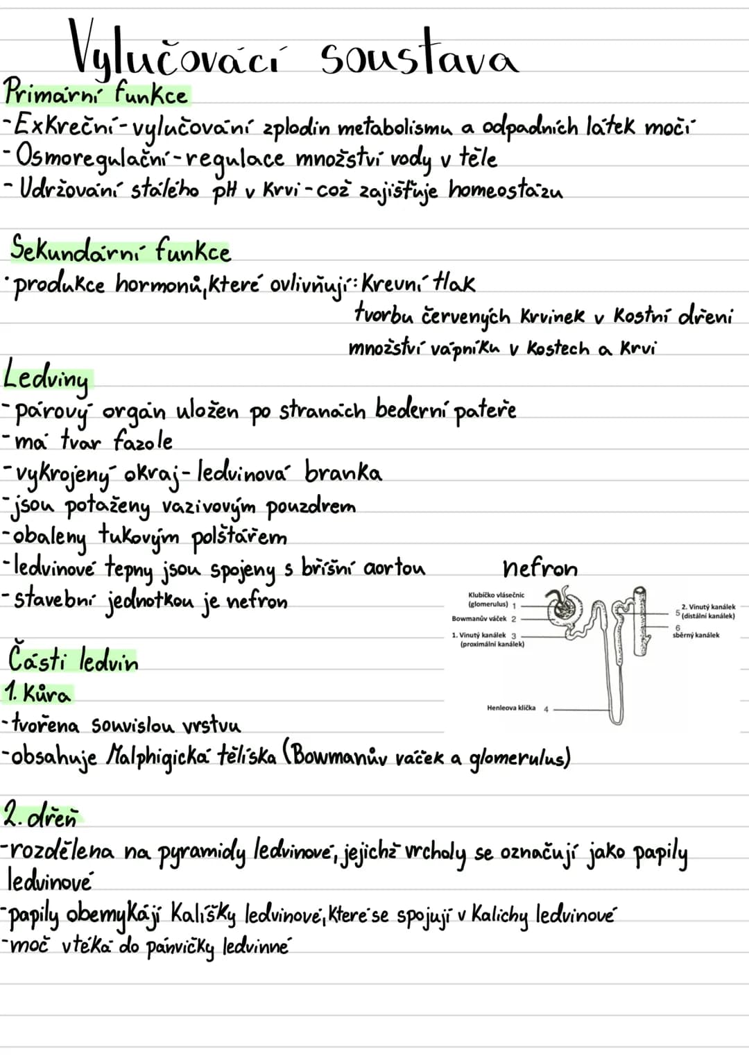 # Vylučovací soustava
## Primární funkce
- Exkreční - vylučování zplodin metabolismu a odpadních látek močí
- Osmoregulační - regulace množ
