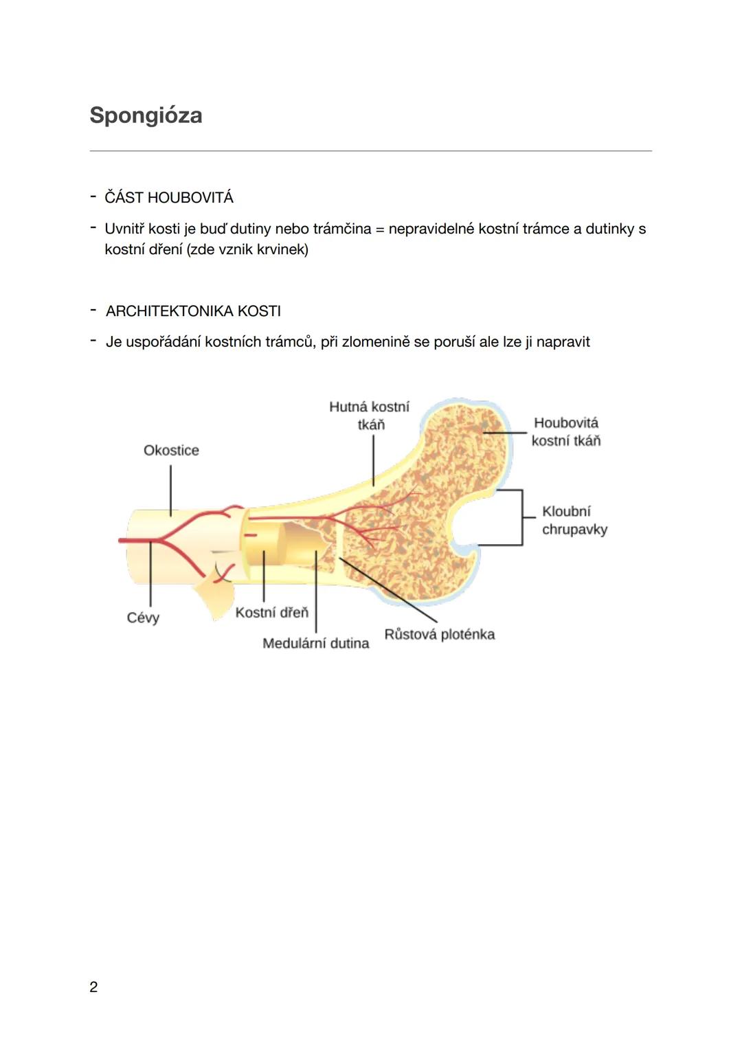 pátek 6. září 2024
KOSTERNÍ SOUSTAVA
OPĚRNÁ, POHYBOVÁ
- Kost, os
- Orgán kostní tkáně
- Rozdělení kostí:
A) podle struktury 1. Kost lamelózn