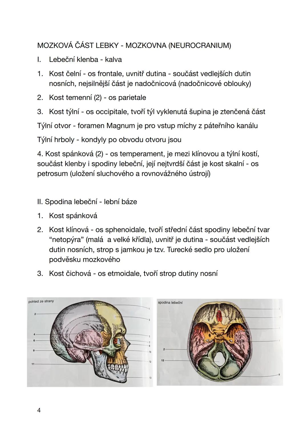 pondělí 9. září 2024
LEBKA
CRANIUM
- Formování lidské lebky během evoluce:
1. Způsob obživy - hl. Obličejová část, žvýkací svaly, nadočnicov