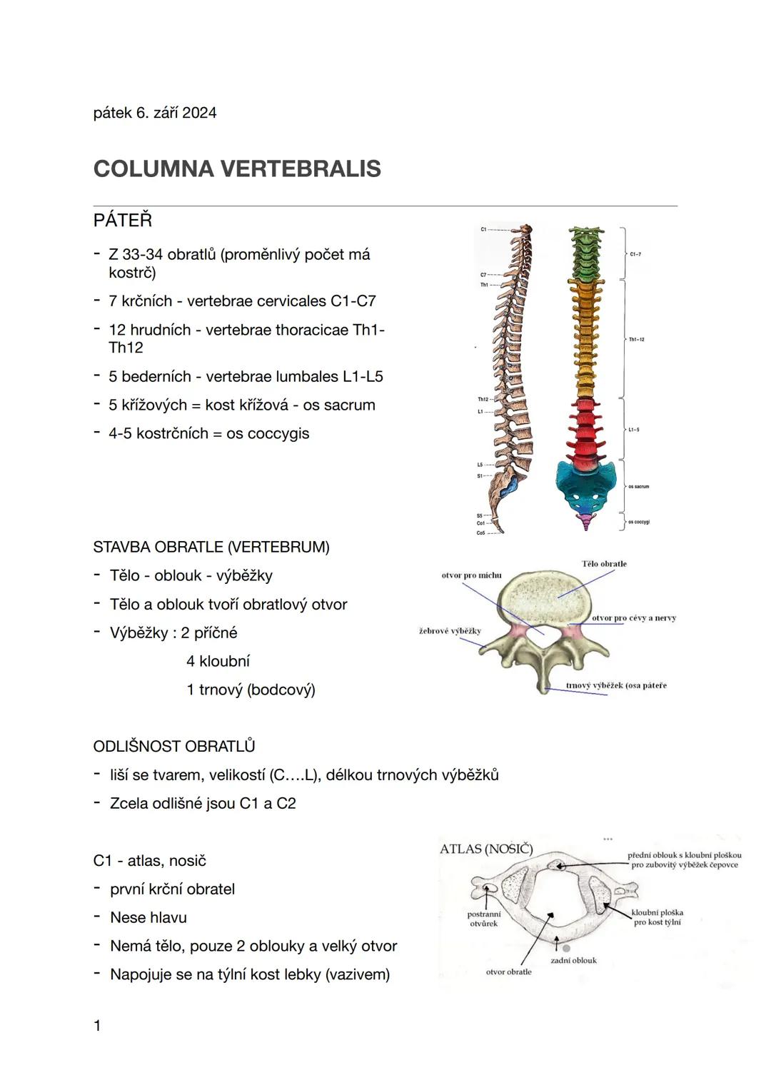 pátek 6. září 2024
COLUMNA VERTEBRALIS
PÁTEŘ
- Z 33-34 obratlů (proměnlivý počet má
kostrč)
- 7 krčních - vertebrae cervicales C1-C7
- 12 hr