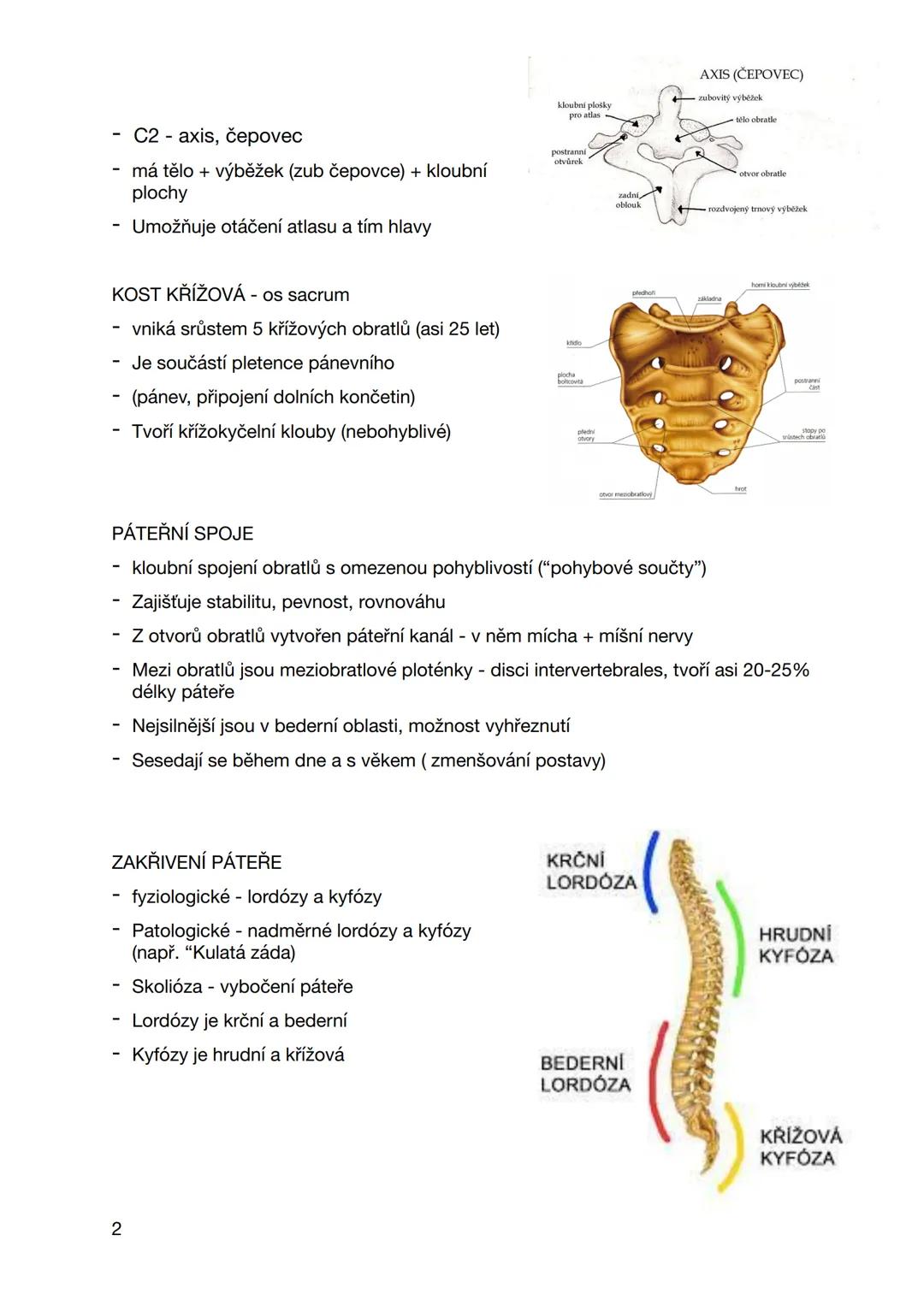 pátek 6. září 2024
COLUMNA VERTEBRALIS
PÁTEŘ
- Z 33-34 obratlů (proměnlivý počet má
kostrč)
- 7 krčních - vertebrae cervicales C1-C7
- 12 hr