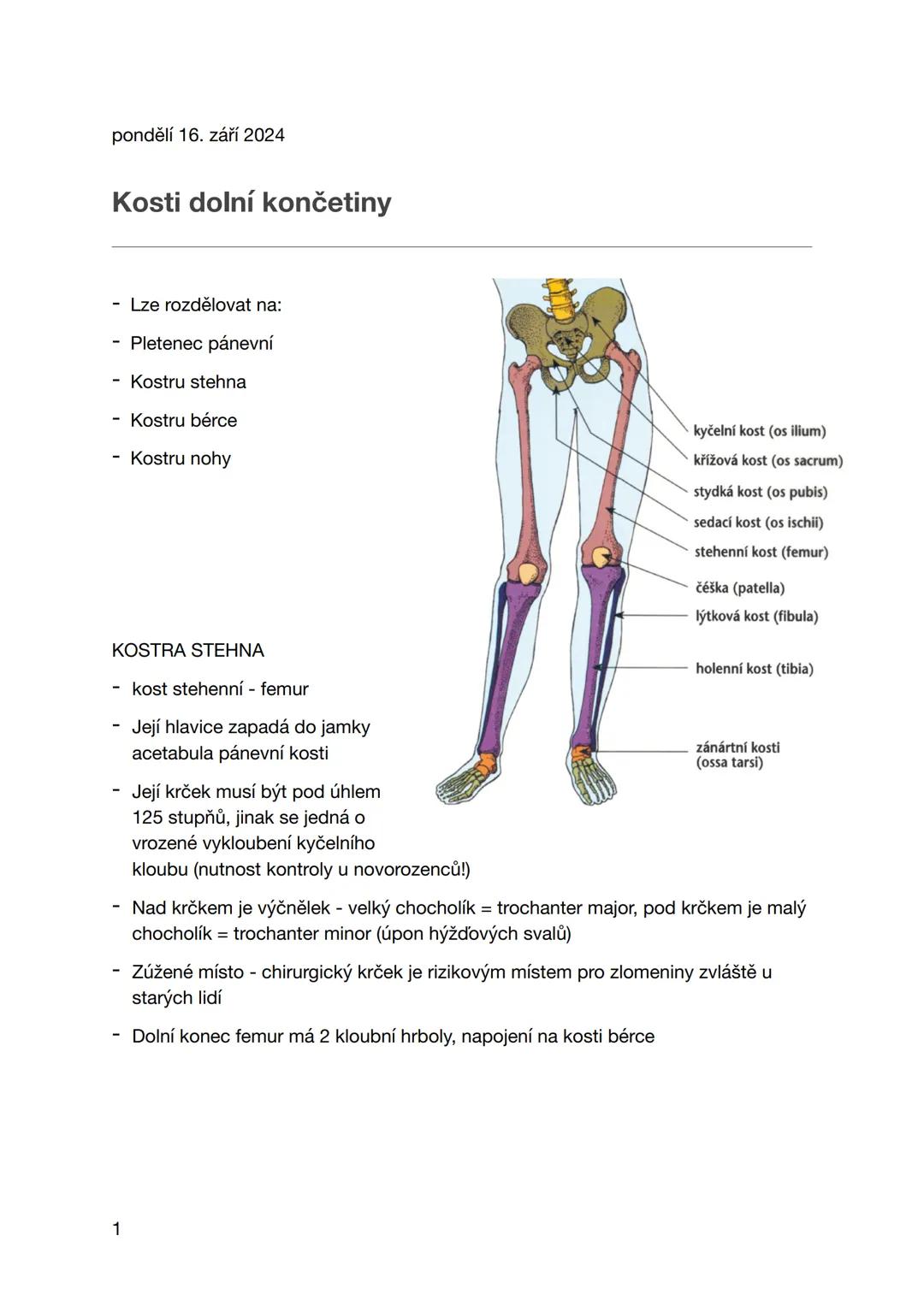# pondělí 16. září 2024
# Kosti dolní končetiny
- Lze rozdělovat na:
- Pletenec pánevní
- Kostru stehna
- Kostru bérce
- Kostru nohy
# KO