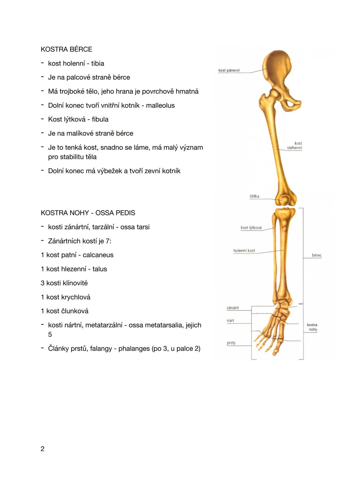 # pondělí 16. září 2024
# Kosti dolní končetiny
- Lze rozdělovat na:
- Pletenec pánevní
- Kostru stehna
- Kostru bérce
- Kostru nohy
# KO