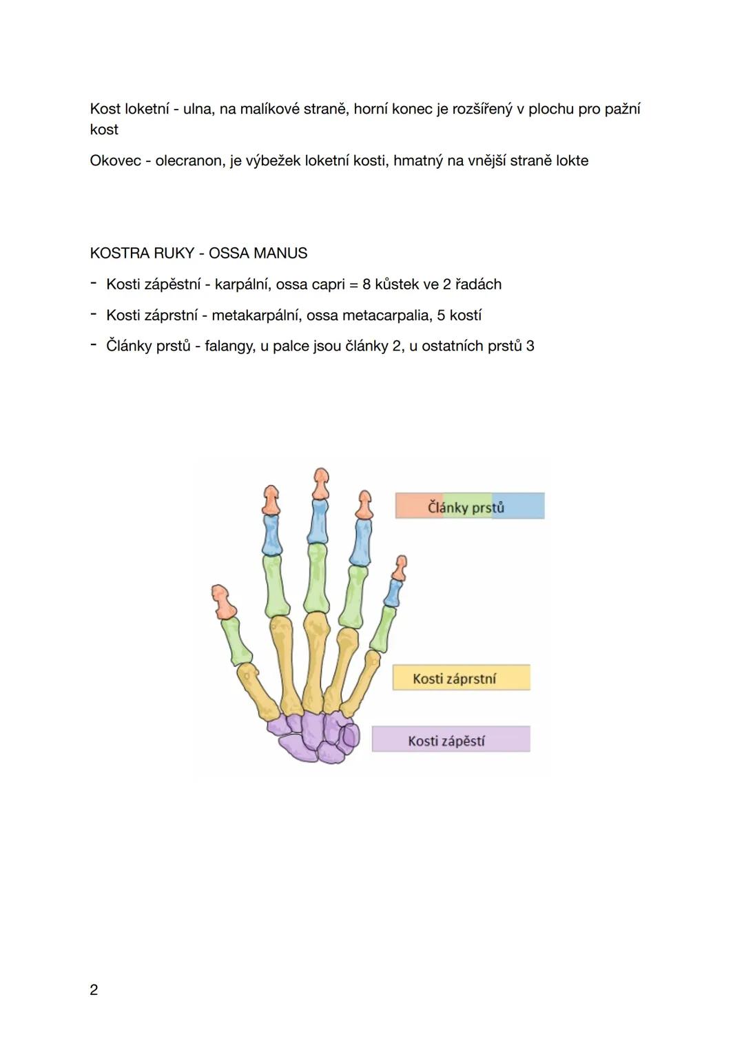 pondělí 16. září 2024
HORNÍ KONČETINY
PLETENEC PAŽNÍ
- Připojení horní končetiny k osové kostře
- Lopatka - scapula
- Klíční kost - clavicul