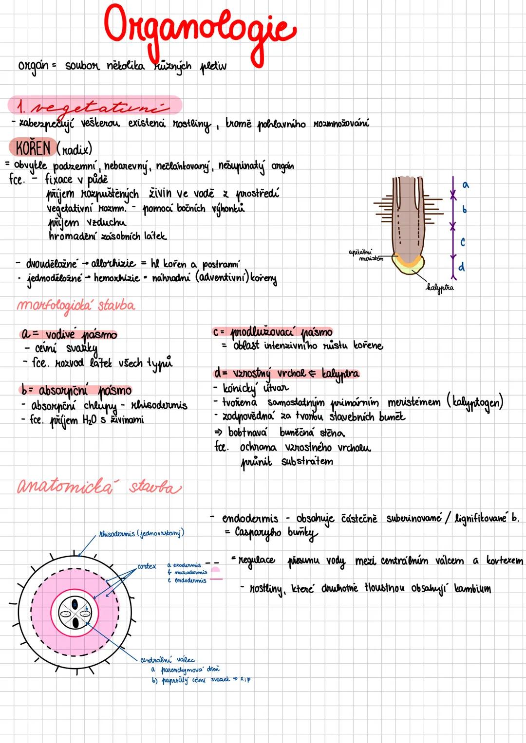 --- OCR Start ---
Vegetativní orgány
HISTOLOGIE
def: botanicka vēda ztoumající rostlinna pletiva
pledivo soubor buněk stejného tvaru, funkce