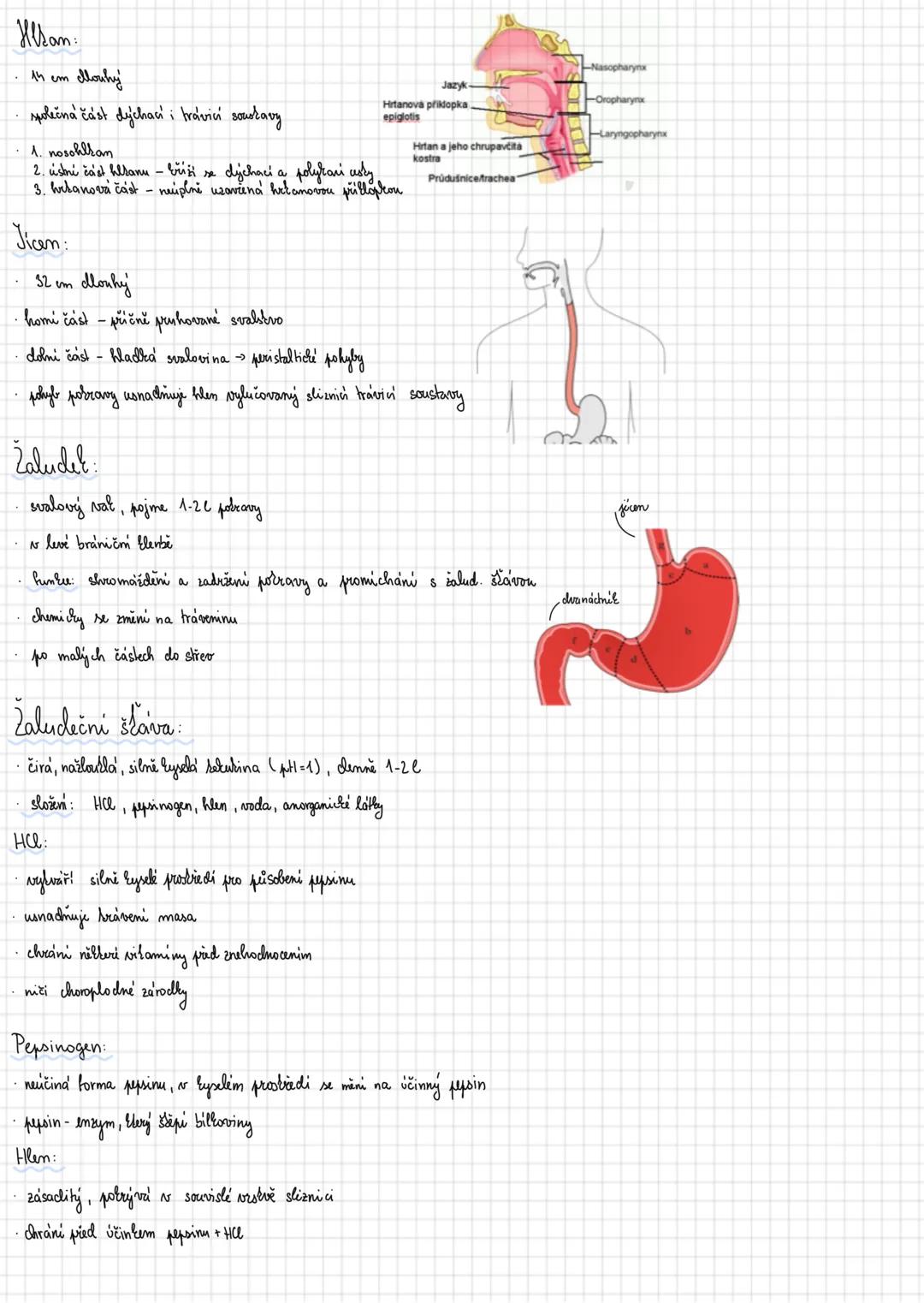 SOUSTAVA
TRÁVICI
podili se na metabolismu
2 procesy:
Traveni:
mechanické a chemické zpracování potravy
Vstřebávani:
převádění jednoduchých l