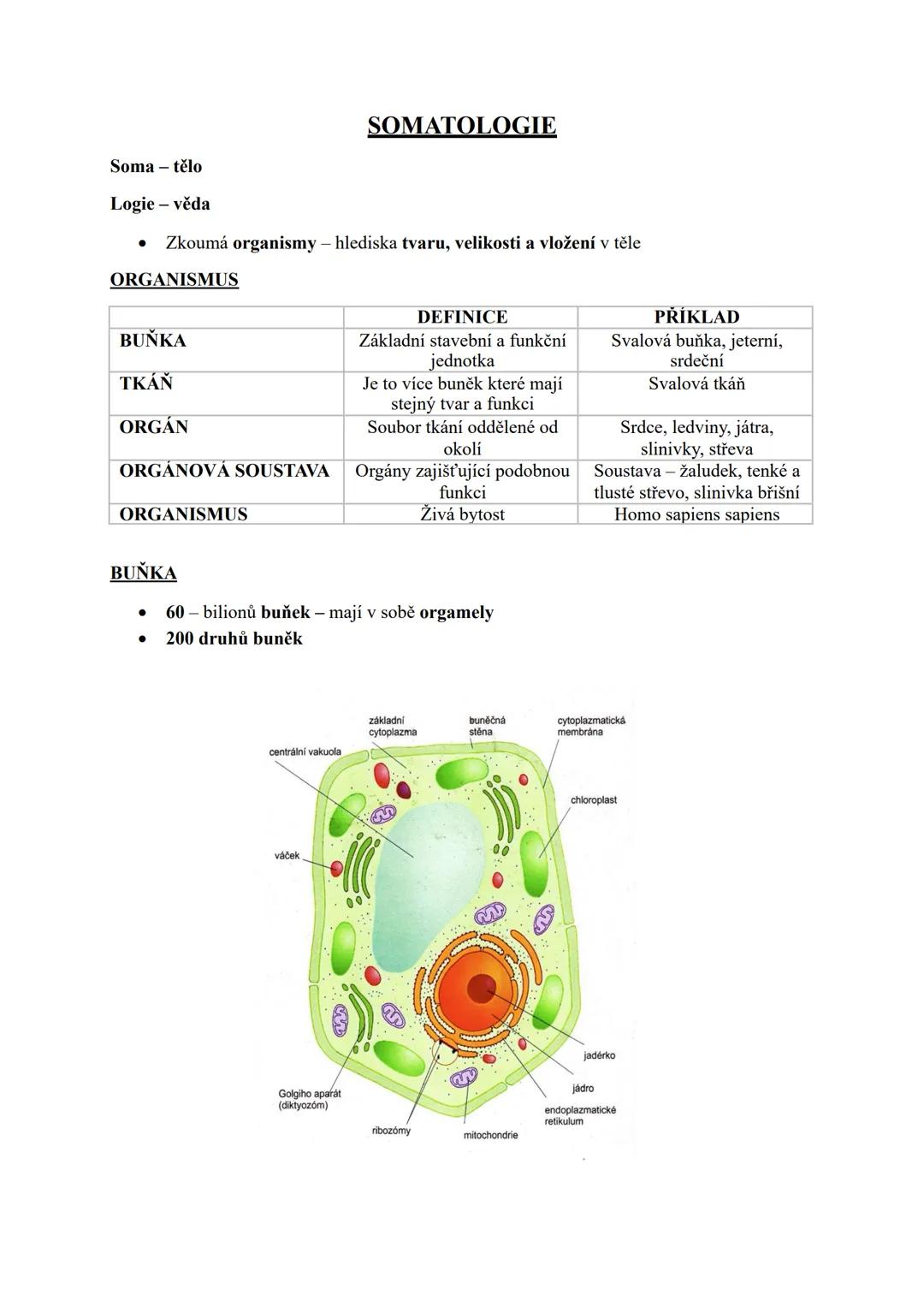 Somatologie - buňka a tkáně