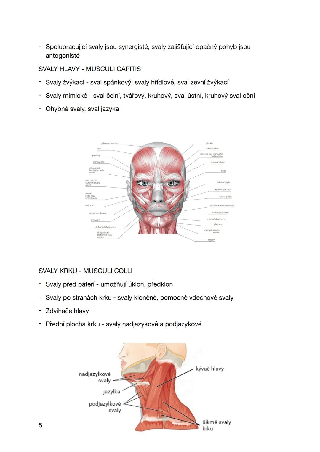 pondělí 23. září 2024
SVALOVÁ SOUSTAVA
KOSTERNÍ SVALY
- Svalová tkáň příčně pruhovaná
- Součást pohybového a opěrného aparátu
- Kosterní sva