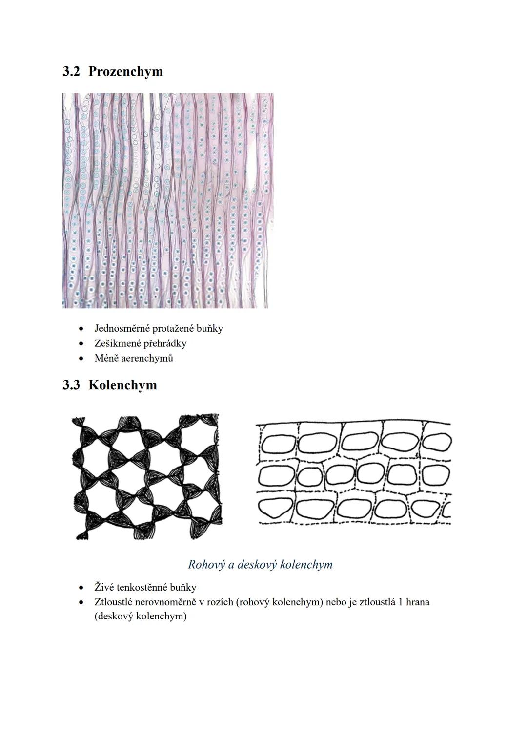 2. Rostlinná pletiva
1 OSNOVA
• Definice rostlinného pletiva
• Rozdělení pletiv podle tvaru buněk a tloušťky buněčné stěny
○ Parenchym
○ Pro