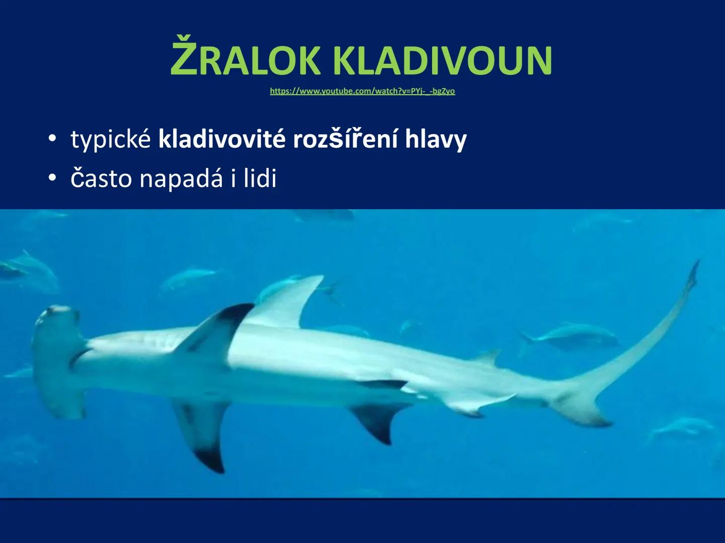 PARYBY Třída: PARYBY
• mořští, vzácně i sladkovodní
živočichové podobní rybám
• na rozdíl od ryb mají
chrupavčitou kostru
• nemají skřele, m