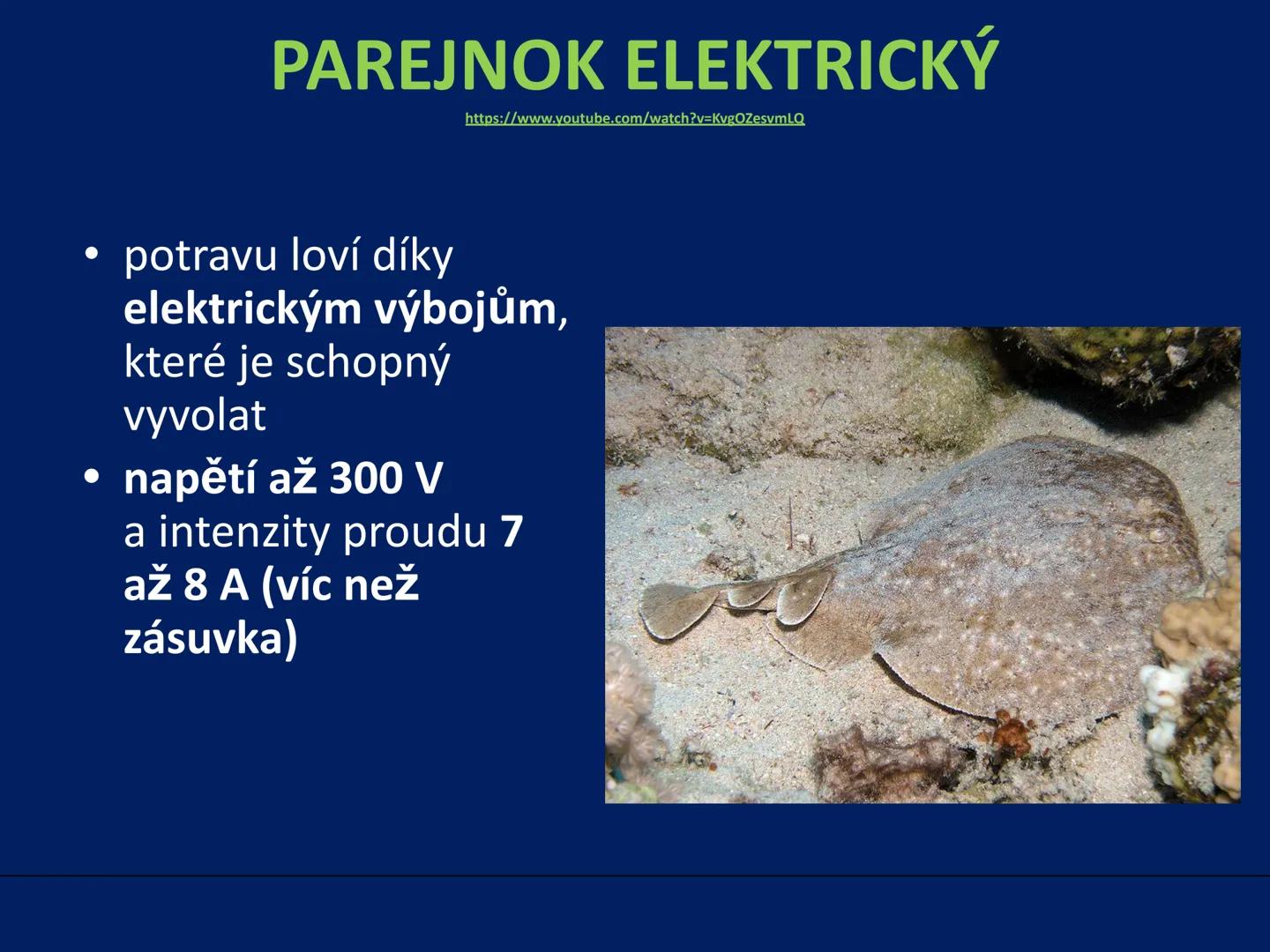 PARYBY Třída: PARYBY
• mořští, vzácně i sladkovodní
živočichové podobní rybám
• na rozdíl od ryb mají
chrupavčitou kostru
• nemají skřele, m