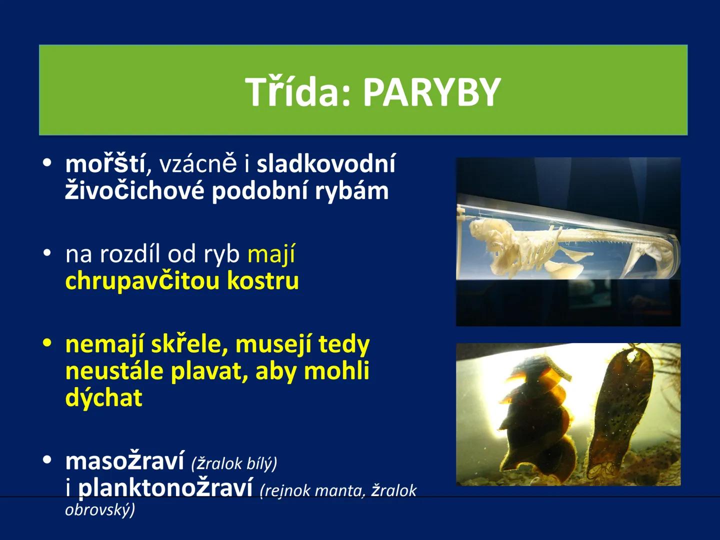 PARYBY Třída: PARYBY
• mořští, vzácně i sladkovodní
živočichové podobní rybám
• na rozdíl od ryb mají
chrupavčitou kostru
• nemají skřele, m