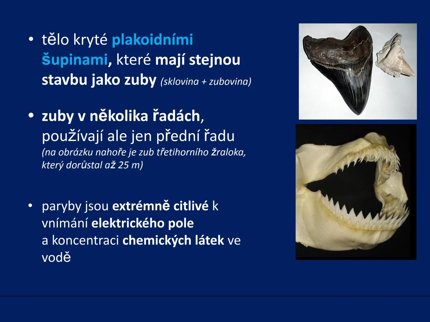 PARYBY Třída: PARYBY
• mořští, vzácně i sladkovodní
živočichové podobní rybám
• na rozdíl od ryb mají
chrupavčitou kostru
• nemají skřele, m