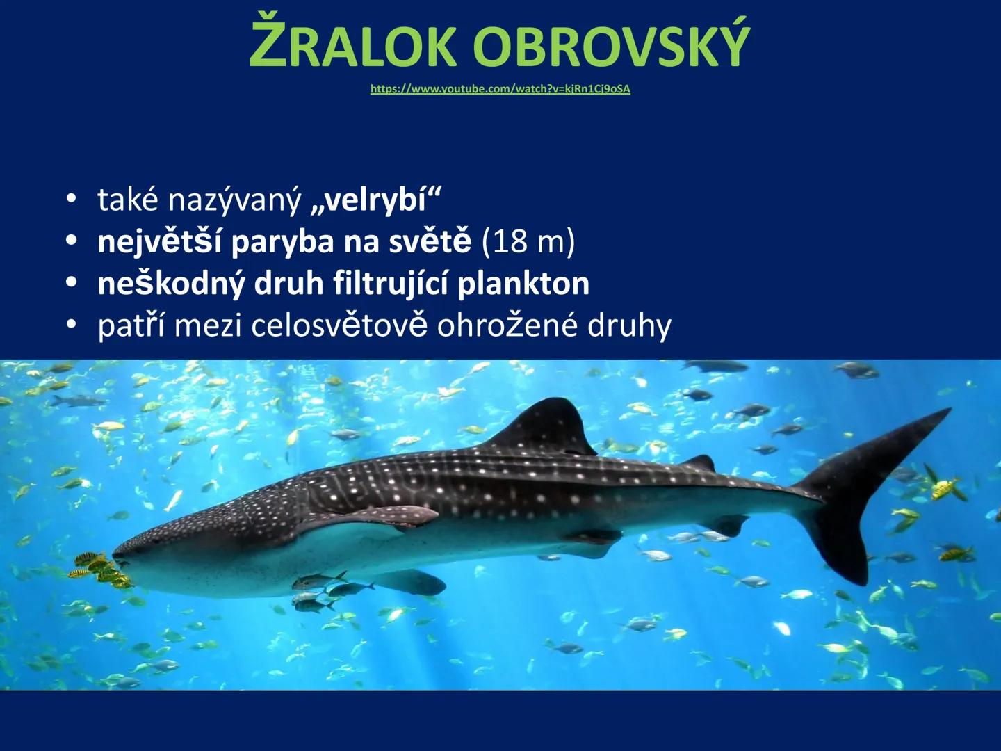 PARYBY Třída: PARYBY
• mořští, vzácně i sladkovodní
živočichové podobní rybám
• na rozdíl od ryb mají
chrupavčitou kostru
• nemají skřele, m