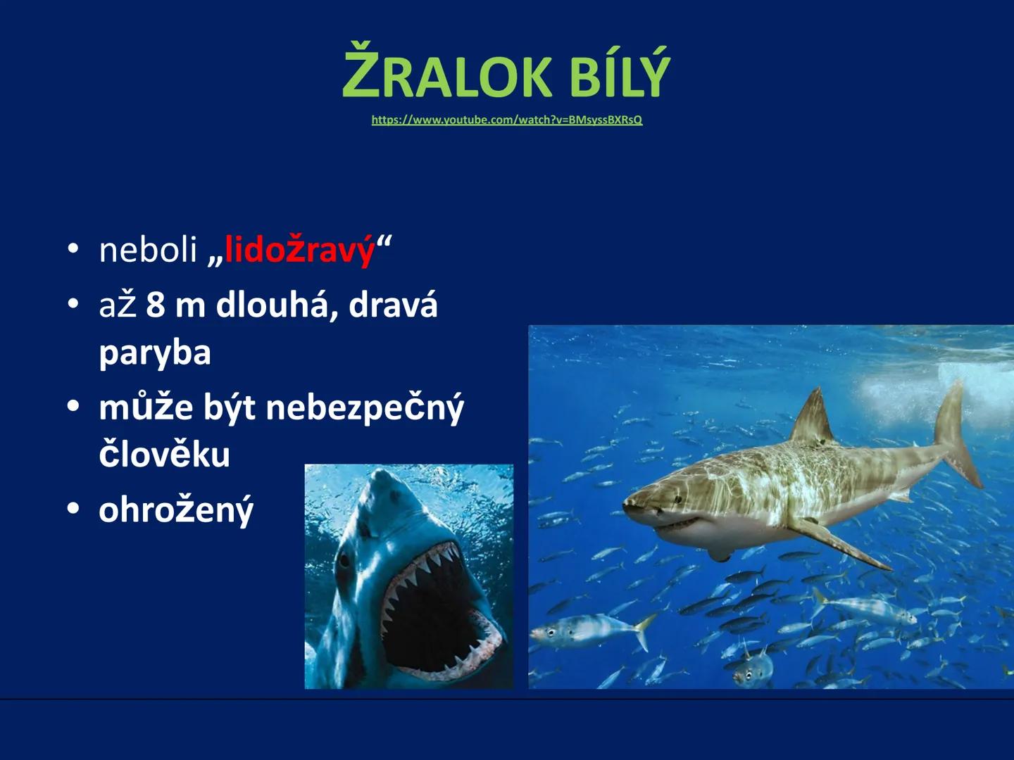 PARYBY Třída: PARYBY
• mořští, vzácně i sladkovodní
živočichové podobní rybám
• na rozdíl od ryb mají
chrupavčitou kostru
• nemají skřele, m